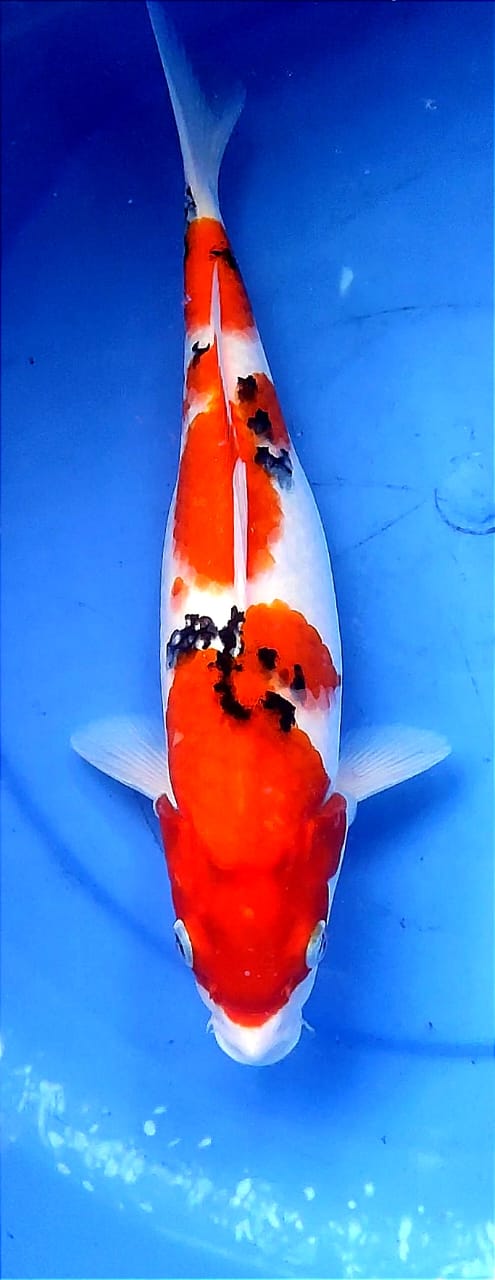 Lelang Koi Online, Jual Beli Ikan Koi, Pusat Jual Beli Koi, Info Lelang Koi Hari Ini, Platform Jual Beli Koi, Jual Beli Ikan Koi Online, Marketplace Ikan Koi, Jual Koi Terbaik, Tempat Beli Koi Berkualitas, Pasar Ikan Koi Online Terpercaya, Penjual Ikan Koi Terpercaya, Beli Koi Hias Online, Ikan Koi untuk Dijual, Koi Kualitas Terbaik, Toko Online Ikan Koi, Koi Hias Untuk Dijual, Jual Beli Ikan Koi Lokal, Koi Indonesia Online, Pusat Jual Beli Koi Terbesar