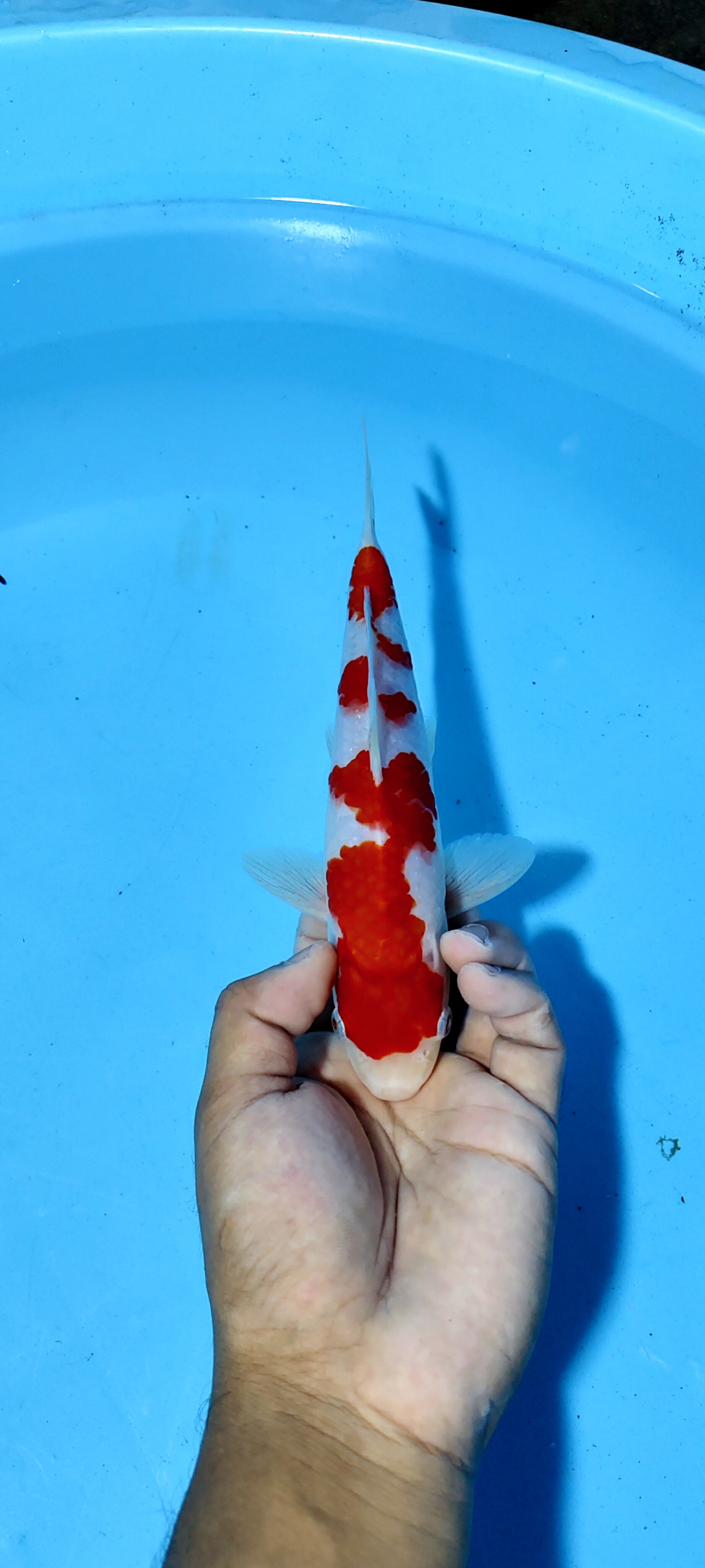 Lelang Koi Online, Jual Beli Ikan Koi, Pusat Jual Beli Koi, Info Lelang Koi Hari Ini, Platform Jual Beli Koi, Jual Beli Ikan Koi Online, Marketplace Ikan Koi, Jual Koi Terbaik, Tempat Beli Koi Berkualitas, Pasar Ikan Koi Online Terpercaya, Penjual Ikan Koi Terpercaya, Beli Koi Hias Online, Ikan Koi untuk Dijual, Koi Kualitas Terbaik, Toko Online Ikan Koi, Koi Hias Untuk Dijual, Jual Beli Ikan Koi Lokal, Koi Indonesia Online, Pusat Jual Beli Koi Terbesar