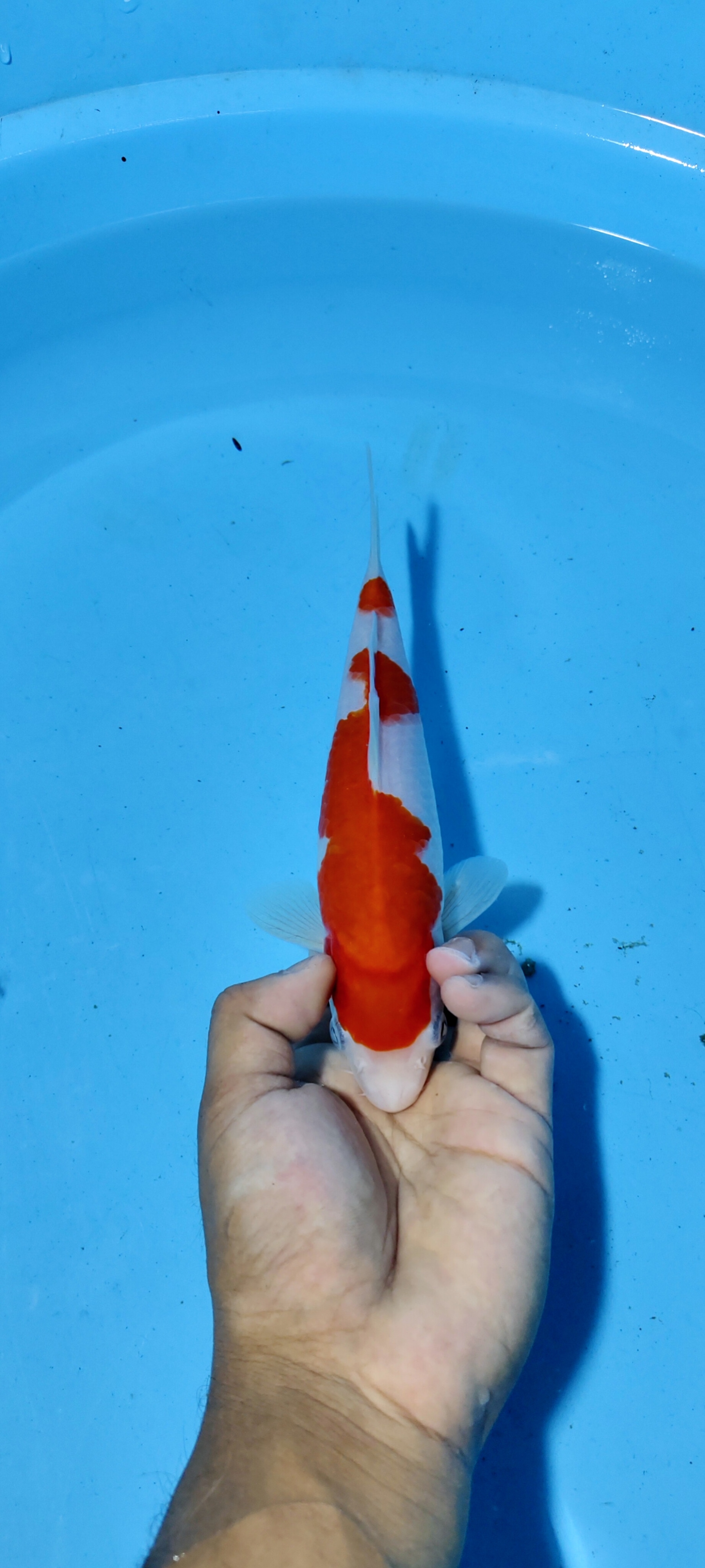 Lelang Koi Online, Jual Beli Ikan Koi, Pusat Jual Beli Koi, Info Lelang Koi Hari Ini, Platform Jual Beli Koi, Jual Beli Ikan Koi Online, Marketplace Ikan Koi, Jual Koi Terbaik, Tempat Beli Koi Berkualitas, Pasar Ikan Koi Online Terpercaya, Penjual Ikan Koi Terpercaya, Beli Koi Hias Online, Ikan Koi untuk Dijual, Koi Kualitas Terbaik, Toko Online Ikan Koi, Koi Hias Untuk Dijual, Jual Beli Ikan Koi Lokal, Koi Indonesia Online, Pusat Jual Beli Koi Terbesar