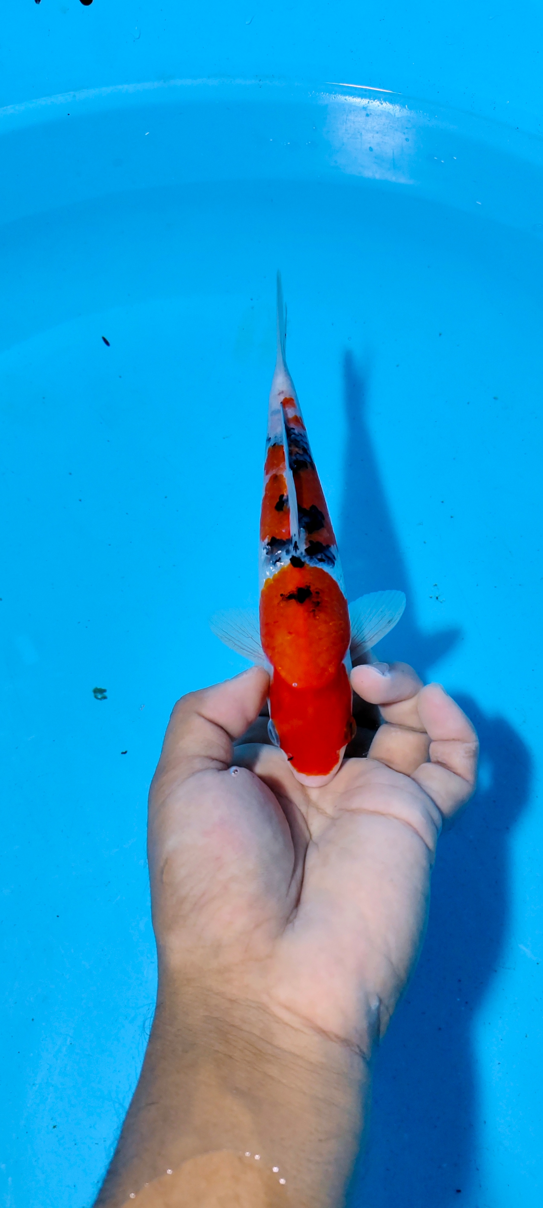 Lelang Koi Online, Jual Beli Ikan Koi, Pusat Jual Beli Koi, Info Lelang Koi Hari Ini, Platform Jual Beli Koi, Jual Beli Ikan Koi Online, Marketplace Ikan Koi, Jual Koi Terbaik, Tempat Beli Koi Berkualitas, Pasar Ikan Koi Online Terpercaya, Penjual Ikan Koi Terpercaya, Beli Koi Hias Online, Ikan Koi untuk Dijual, Koi Kualitas Terbaik, Toko Online Ikan Koi, Koi Hias Untuk Dijual, Jual Beli Ikan Koi Lokal, Koi Indonesia Online, Pusat Jual Beli Koi Terbesar