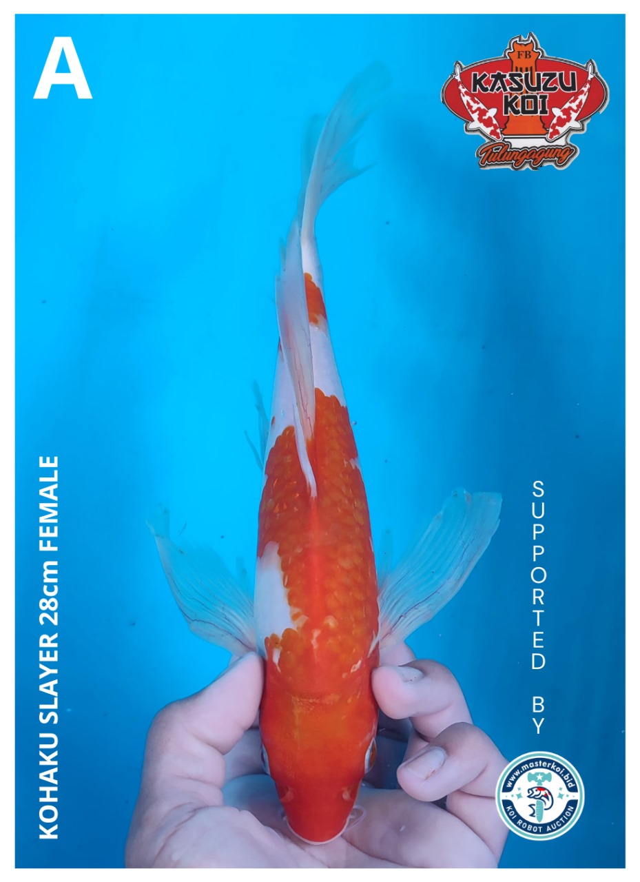 Lelang Koi Online, Jual Beli Ikan Koi, Pusat Jual Beli Koi, Info Lelang Koi Hari Ini, Platform Jual Beli Koi, Jual Beli Ikan Koi Online, Marketplace Ikan Koi, Jual Koi Terbaik, Tempat Beli Koi Berkualitas, Pasar Ikan Koi Online Terpercaya, Penjual Ikan Koi Terpercaya, Beli Koi Hias Online, Ikan Koi untuk Dijual, Koi Kualitas Terbaik, Toko Online Ikan Koi, Koi Hias Untuk Dijual, Jual Beli Ikan Koi Lokal, Koi Indonesia Online, Pusat Jual Beli Koi Terbesar