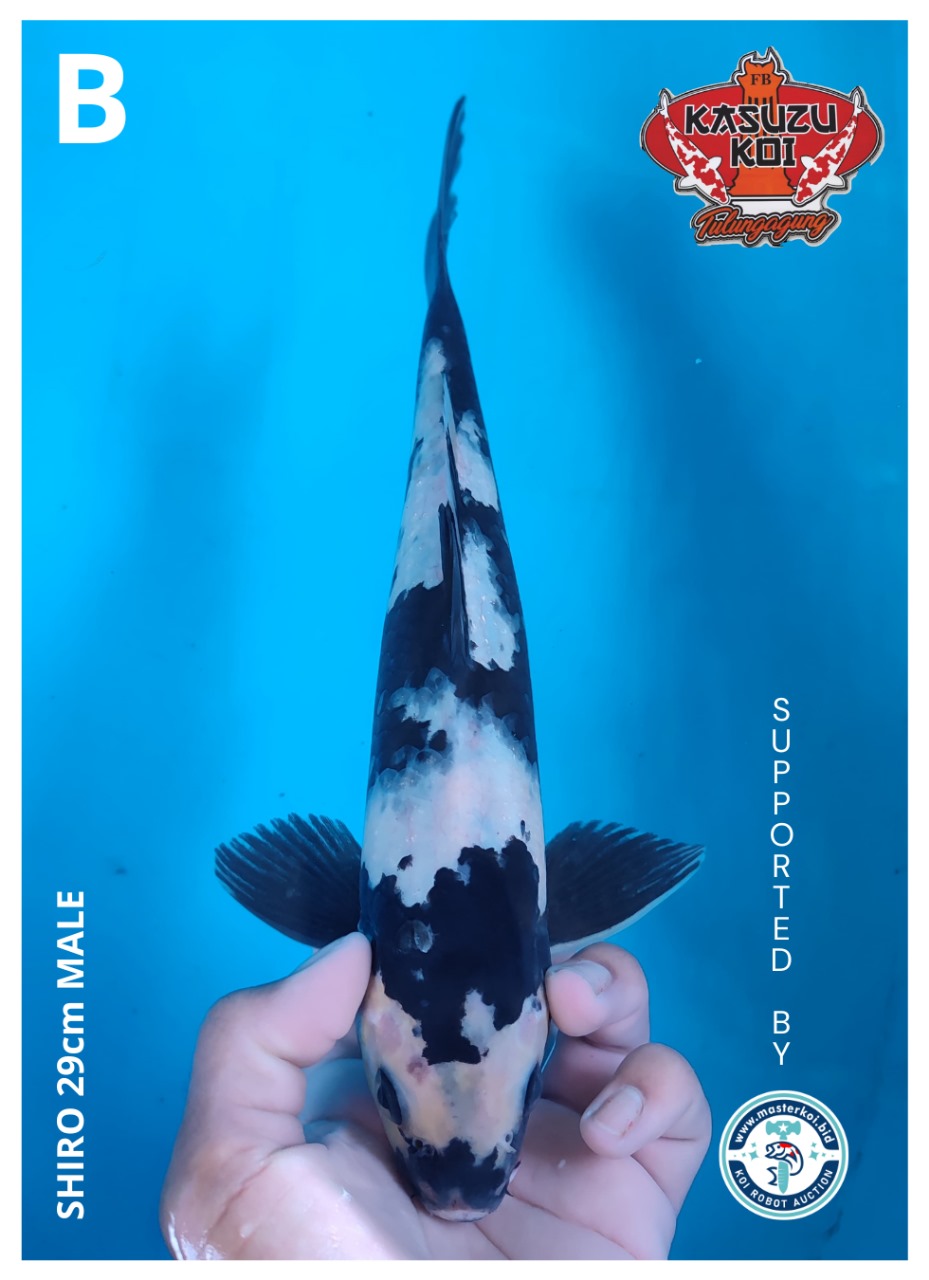 Lelang Koi Online, Jual Beli Ikan Koi, Pusat Jual Beli Koi, Info Lelang Koi Hari Ini, Platform Jual Beli Koi, Jual Beli Ikan Koi Online, Marketplace Ikan Koi, Jual Koi Terbaik, Tempat Beli Koi Berkualitas, Pasar Ikan Koi Online Terpercaya, Penjual Ikan Koi Terpercaya, Beli Koi Hias Online, Ikan Koi untuk Dijual, Koi Kualitas Terbaik, Toko Online Ikan Koi, Koi Hias Untuk Dijual, Jual Beli Ikan Koi Lokal, Koi Indonesia Online, Pusat Jual Beli Koi Terbesar