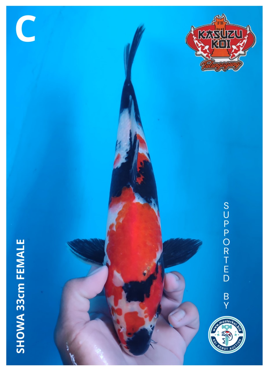 Lelang Koi Online, Jual Beli Ikan Koi, Pusat Jual Beli Koi, Info Lelang Koi Hari Ini, Platform Jual Beli Koi, Jual Beli Ikan Koi Online, Marketplace Ikan Koi, Jual Koi Terbaik, Tempat Beli Koi Berkualitas, Pasar Ikan Koi Online Terpercaya, Penjual Ikan Koi Terpercaya, Beli Koi Hias Online, Ikan Koi untuk Dijual, Koi Kualitas Terbaik, Toko Online Ikan Koi, Koi Hias Untuk Dijual, Jual Beli Ikan Koi Lokal, Koi Indonesia Online, Pusat Jual Beli Koi Terbesar