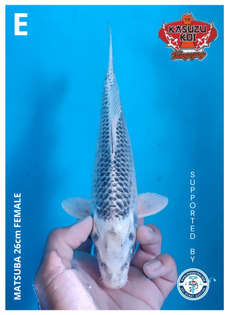 Lelang Koi Online, Jual Beli Ikan Koi, Pusat Jual Beli Koi, Info Lelang Koi Hari Ini, Platform Jual Beli Koi, Jual Beli Ikan Koi Online, Marketplace Ikan Koi, Jual Koi Terbaik, Tempat Beli Koi Berkualitas, Pasar Ikan Koi Online Terpercaya, Penjual Ikan Koi Terpercaya, Beli Koi Hias Online, Ikan Koi untuk Dijual, Koi Kualitas Terbaik, Toko Online Ikan Koi, Koi Hias Untuk Dijual, Jual Beli Ikan Koi Lokal, Koi Indonesia Online, Pusat Jual Beli Koi Terbesar