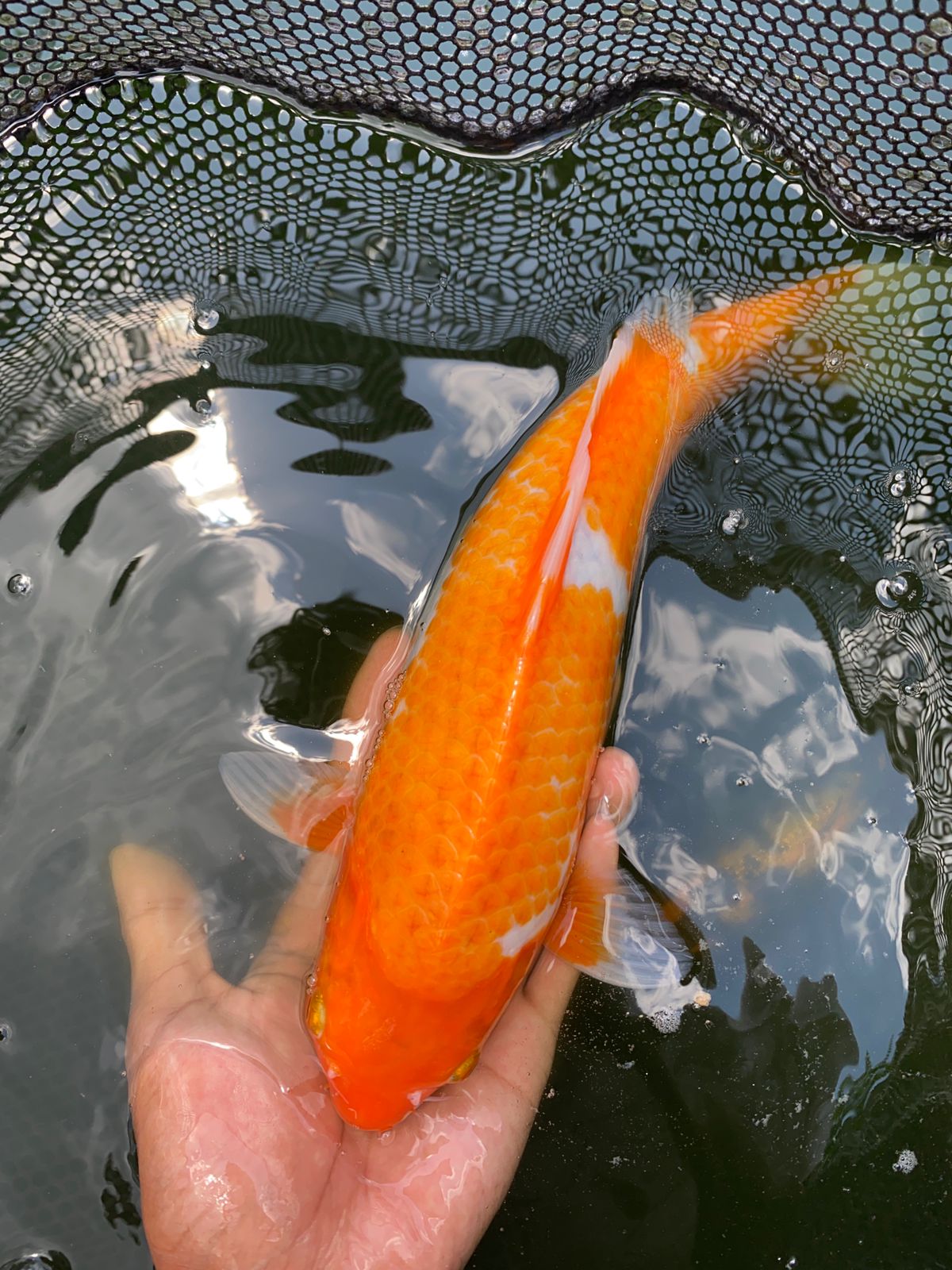 Lelang Koi Online, Jual Beli Ikan Koi, Pusat Jual Beli Koi, Info Lelang Koi Hari Ini, Platform Jual Beli Koi, Jual Beli Ikan Koi Online, Marketplace Ikan Koi, Jual Koi Terbaik, Tempat Beli Koi Berkualitas, Pasar Ikan Koi Online Terpercaya, Penjual Ikan Koi Terpercaya, Beli Koi Hias Online, Ikan Koi untuk Dijual, Koi Kualitas Terbaik, Toko Online Ikan Koi, Koi Hias Untuk Dijual, Jual Beli Ikan Koi Lokal, Koi Indonesia Online, Pusat Jual Beli Koi Terbesar