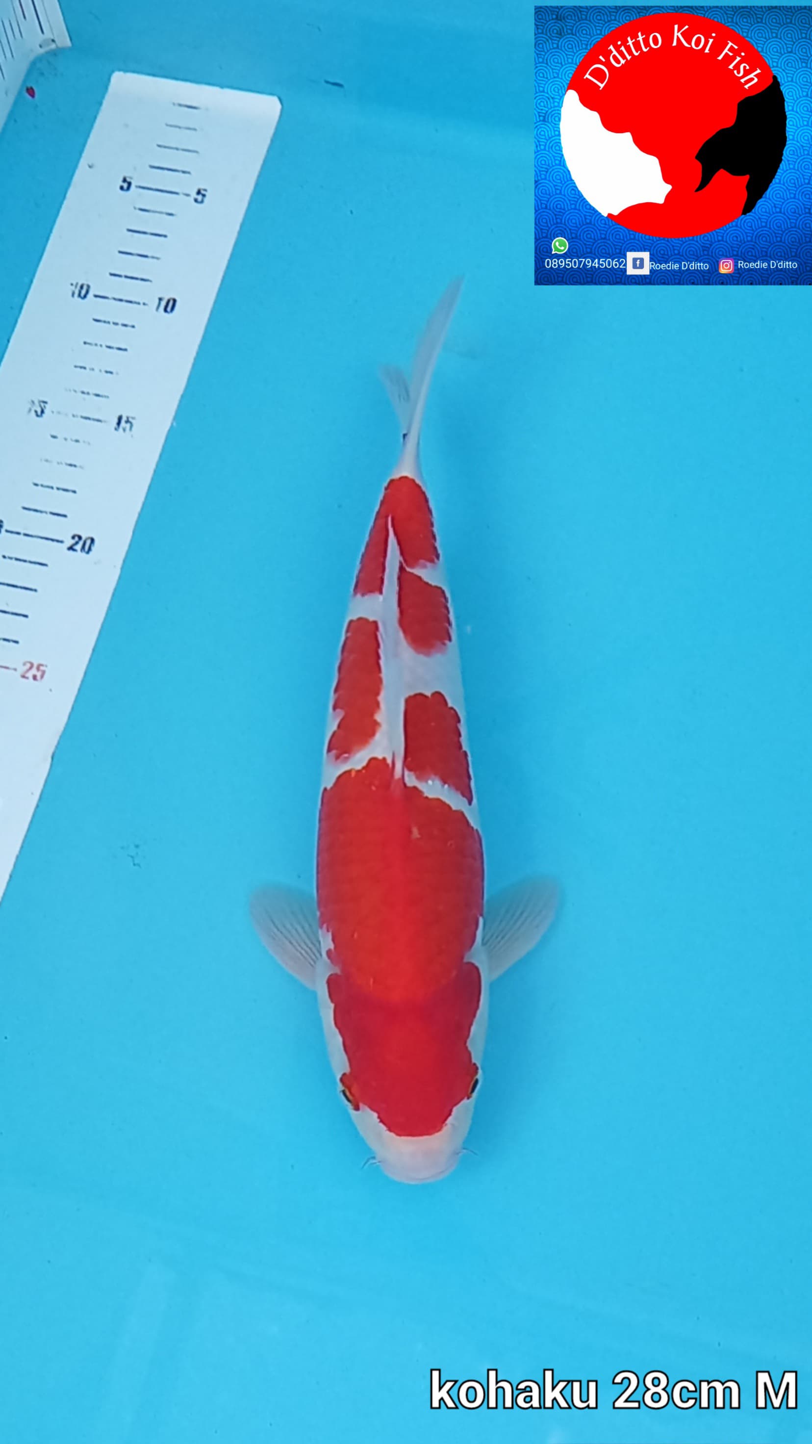 Lelang Koi Online, Jual Beli Ikan Koi, Pusat Jual Beli Koi, Info Lelang Koi Hari Ini, Platform Jual Beli Koi, Jual Beli Ikan Koi Online, Marketplace Ikan Koi, Jual Koi Terbaik, Tempat Beli Koi Berkualitas, Pasar Ikan Koi Online Terpercaya, Penjual Ikan Koi Terpercaya, Beli Koi Hias Online, Ikan Koi untuk Dijual, Koi Kualitas Terbaik, Toko Online Ikan Koi, Koi Hias Untuk Dijual, Jual Beli Ikan Koi Lokal, Koi Indonesia Online, Pusat Jual Beli Koi Terbesar