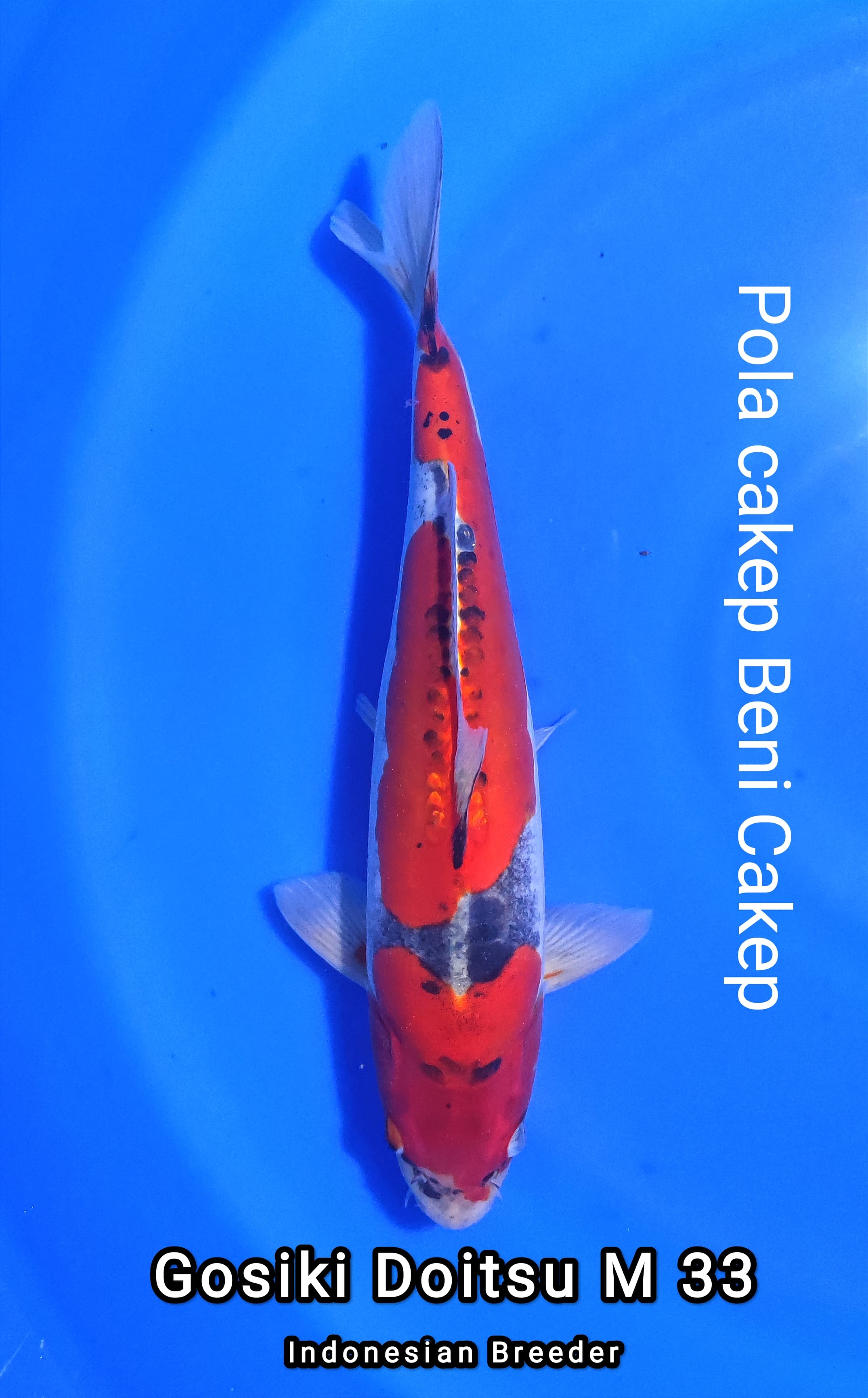 Lelang Koi Online, Jual Beli Ikan Koi, Pusat Jual Beli Koi, Info Lelang Koi Hari Ini, Platform Jual Beli Koi, Jual Beli Ikan Koi Online, Marketplace Ikan Koi, Jual Koi Terbaik, Tempat Beli Koi Berkualitas, Pasar Ikan Koi Online Terpercaya, Penjual Ikan Koi Terpercaya, Beli Koi Hias Online, Ikan Koi untuk Dijual, Koi Kualitas Terbaik, Toko Online Ikan Koi, Koi Hias Untuk Dijual, Jual Beli Ikan Koi Lokal, Koi Indonesia Online, Pusat Jual Beli Koi Terbesar