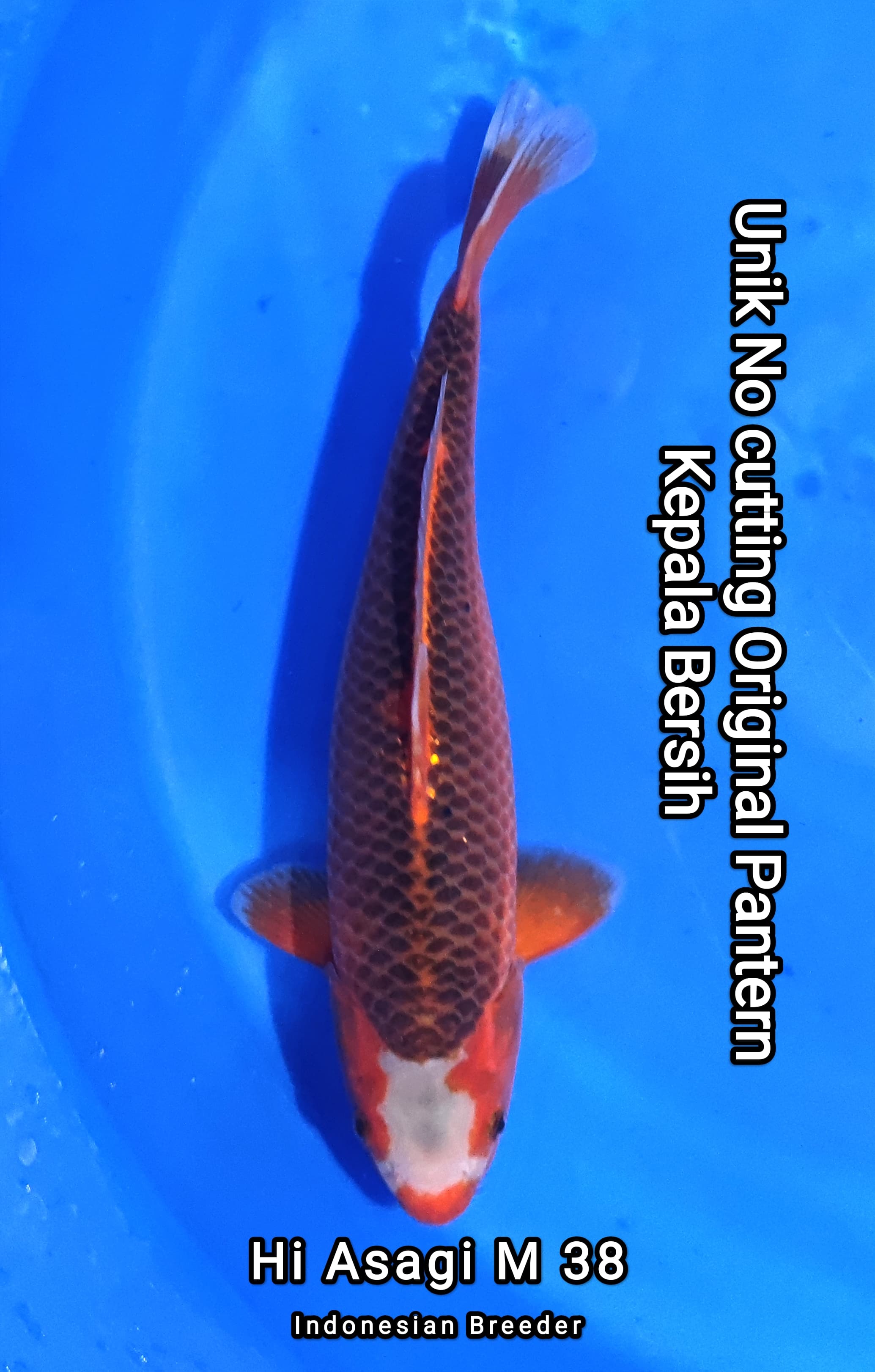 Lelang Koi Online, Jual Beli Ikan Koi, Pusat Jual Beli Koi, Info Lelang Koi Hari Ini, Platform Jual Beli Koi, Jual Beli Ikan Koi Online, Marketplace Ikan Koi, Jual Koi Terbaik, Tempat Beli Koi Berkualitas, Pasar Ikan Koi Online Terpercaya, Penjual Ikan Koi Terpercaya, Beli Koi Hias Online, Ikan Koi untuk Dijual, Koi Kualitas Terbaik, Toko Online Ikan Koi, Koi Hias Untuk Dijual, Jual Beli Ikan Koi Lokal, Koi Indonesia Online, Pusat Jual Beli Koi Terbesar