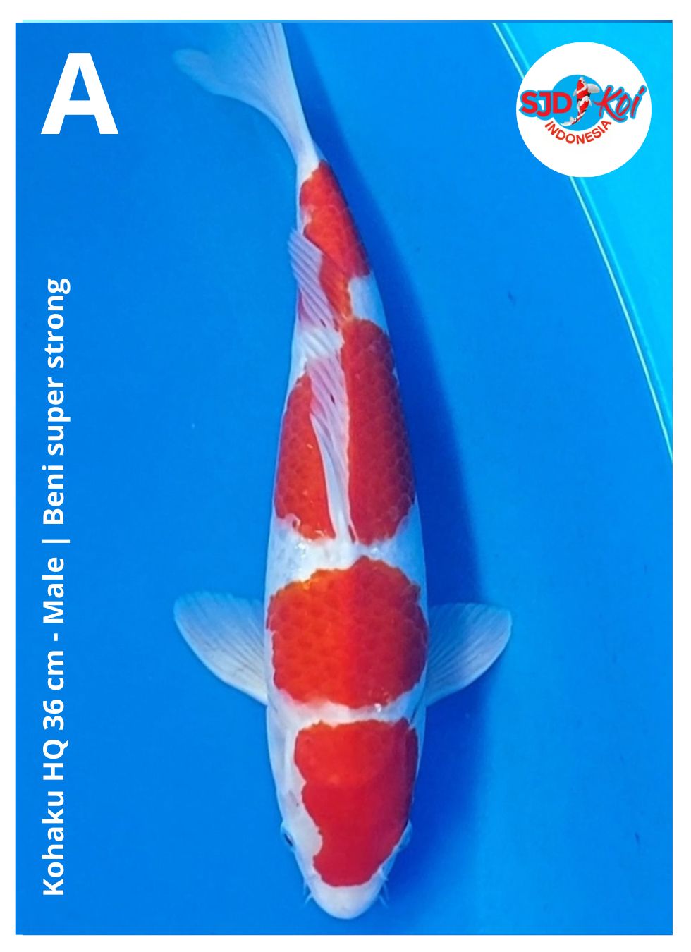 Lelang Koi Online, Jual Beli Ikan Koi, Pusat Jual Beli Koi, Info Lelang Koi Hari Ini, Platform Jual Beli Koi, Jual Beli Ikan Koi Online, Marketplace Ikan Koi, Jual Koi Terbaik, Tempat Beli Koi Berkualitas, Pasar Ikan Koi Online Terpercaya, Penjual Ikan Koi Terpercaya, Beli Koi Hias Online, Ikan Koi untuk Dijual, Koi Kualitas Terbaik, Toko Online Ikan Koi, Koi Hias Untuk Dijual, Jual Beli Ikan Koi Lokal, Koi Indonesia Online, Pusat Jual Beli Koi Terbesar