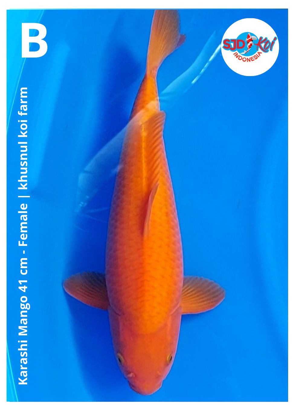 Lelang Koi Online, Jual Beli Ikan Koi, Pusat Jual Beli Koi, Info Lelang Koi Hari Ini, Platform Jual Beli Koi, Jual Beli Ikan Koi Online, Marketplace Ikan Koi, Jual Koi Terbaik, Tempat Beli Koi Berkualitas, Pasar Ikan Koi Online Terpercaya, Penjual Ikan Koi Terpercaya, Beli Koi Hias Online, Ikan Koi untuk Dijual, Koi Kualitas Terbaik, Toko Online Ikan Koi, Koi Hias Untuk Dijual, Jual Beli Ikan Koi Lokal, Koi Indonesia Online, Pusat Jual Beli Koi Terbesar