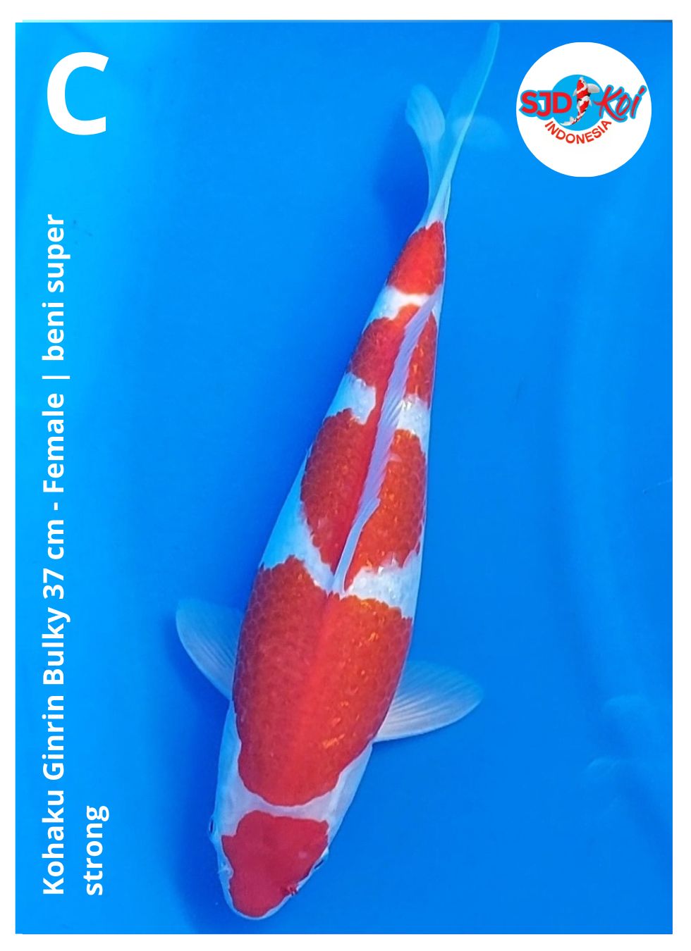 Lelang Koi Online, Jual Beli Ikan Koi, Pusat Jual Beli Koi, Info Lelang Koi Hari Ini, Platform Jual Beli Koi, Jual Beli Ikan Koi Online, Marketplace Ikan Koi, Jual Koi Terbaik, Tempat Beli Koi Berkualitas, Pasar Ikan Koi Online Terpercaya, Penjual Ikan Koi Terpercaya, Beli Koi Hias Online, Ikan Koi untuk Dijual, Koi Kualitas Terbaik, Toko Online Ikan Koi, Koi Hias Untuk Dijual, Jual Beli Ikan Koi Lokal, Koi Indonesia Online, Pusat Jual Beli Koi Terbesar