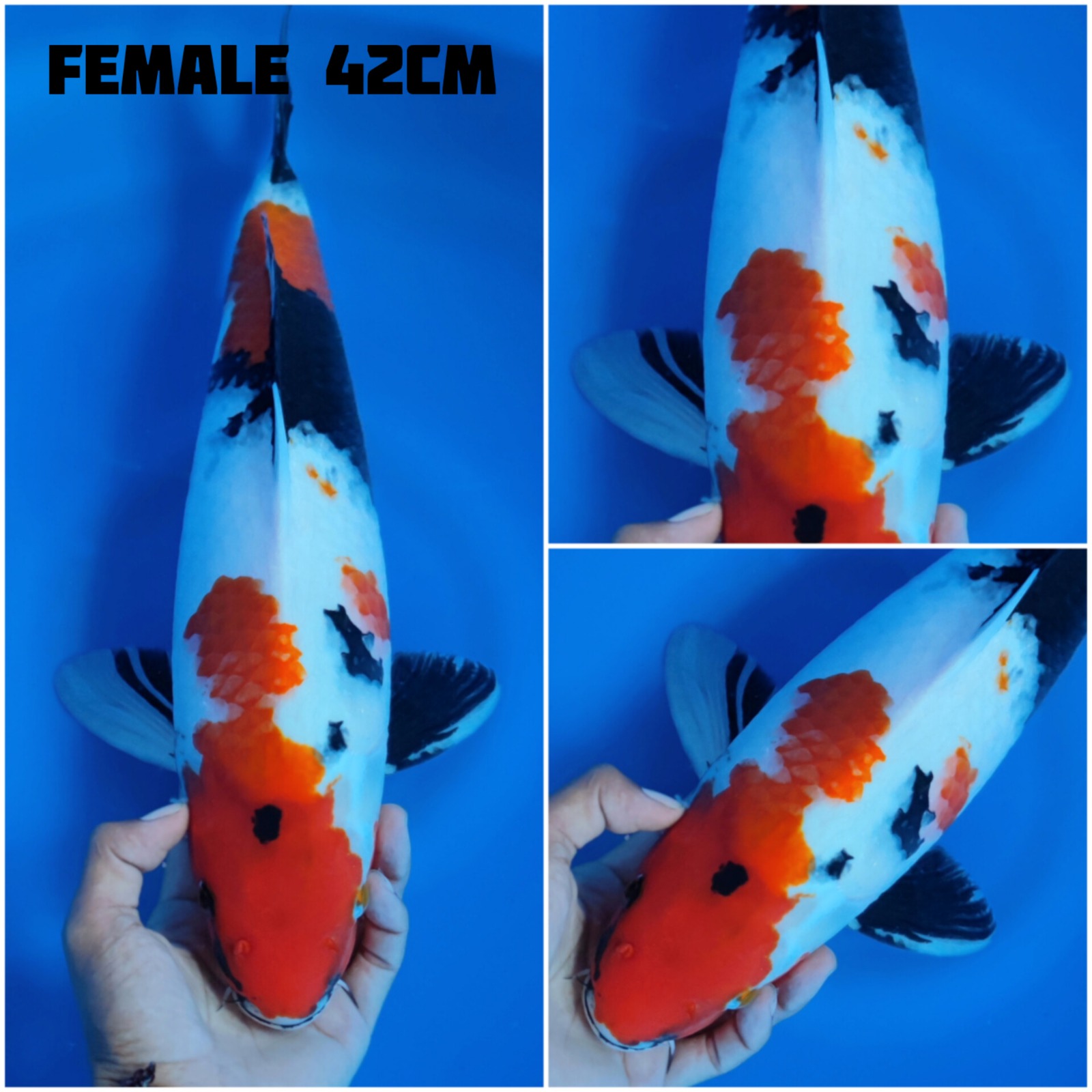 Lelang Koi Online, Jual Beli Ikan Koi, Pusat Jual Beli Koi, Info Lelang Koi Hari Ini, Platform Jual Beli Koi, Jual Beli Ikan Koi Online, Marketplace Ikan Koi, Jual Koi Terbaik, Tempat Beli Koi Berkualitas, Pasar Ikan Koi Online Terpercaya, Penjual Ikan Koi Terpercaya, Beli Koi Hias Online, Ikan Koi untuk Dijual, Koi Kualitas Terbaik, Toko Online Ikan Koi, Koi Hias Untuk Dijual, Jual Beli Ikan Koi Lokal, Koi Indonesia Online, Pusat Jual Beli Koi Terbesar