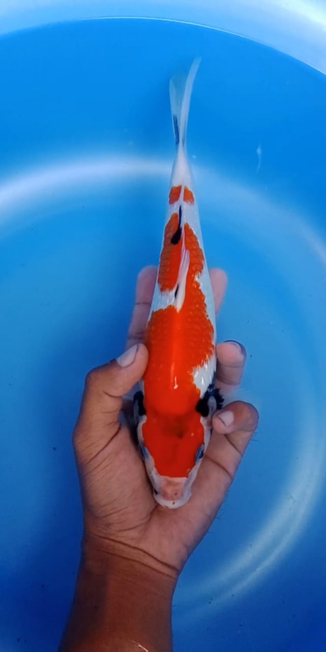 Lelang Koi Online, Jual Beli Ikan Koi, Pusat Jual Beli Koi, Info Lelang Koi Hari Ini, Platform Jual Beli Koi, Jual Beli Ikan Koi Online, Marketplace Ikan Koi, Jual Koi Terbaik, Tempat Beli Koi Berkualitas, Pasar Ikan Koi Online Terpercaya, Penjual Ikan Koi Terpercaya, Beli Koi Hias Online, Ikan Koi untuk Dijual, Koi Kualitas Terbaik, Toko Online Ikan Koi, Koi Hias Untuk Dijual, Jual Beli Ikan Koi Lokal, Koi Indonesia Online, Pusat Jual Beli Koi Terbesar