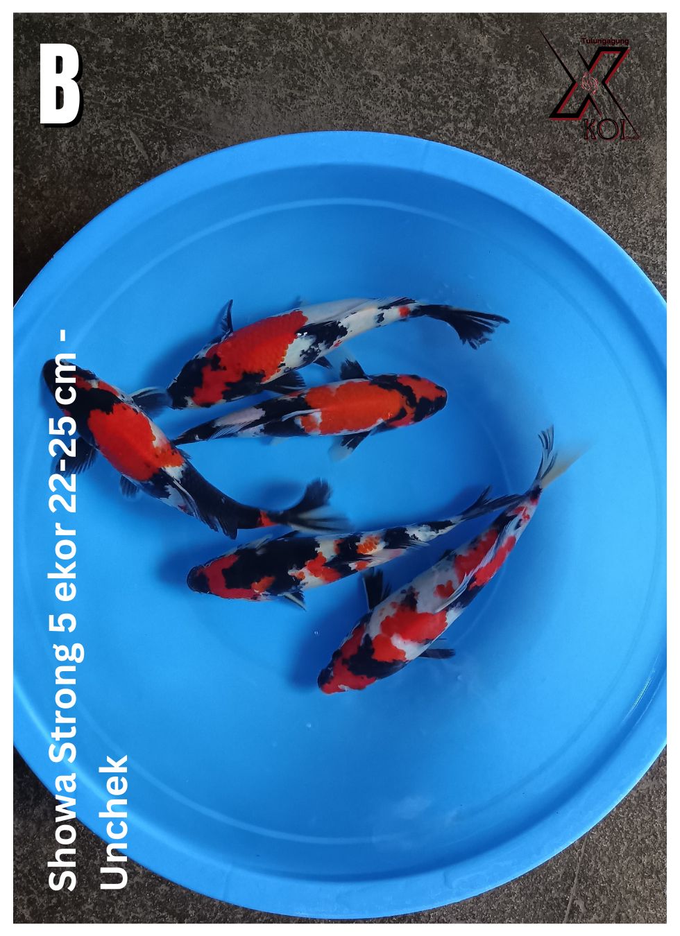 Lelang Koi Online, Jual Beli Ikan Koi, Pusat Jual Beli Koi, Info Lelang Koi Hari Ini, Platform Jual Beli Koi, Jual Beli Ikan Koi Online, Marketplace Ikan Koi, Jual Koi Terbaik, Tempat Beli Koi Berkualitas, Pasar Ikan Koi Online Terpercaya, Penjual Ikan Koi Terpercaya, Beli Koi Hias Online, Ikan Koi untuk Dijual, Koi Kualitas Terbaik, Toko Online Ikan Koi, Koi Hias Untuk Dijual, Jual Beli Ikan Koi Lokal, Koi Indonesia Online, Pusat Jual Beli Koi Terbesar