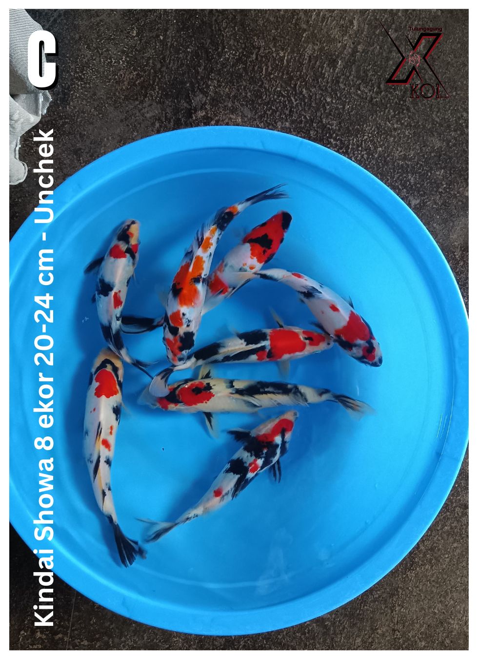 Lelang Koi Online, Jual Beli Ikan Koi, Pusat Jual Beli Koi, Info Lelang Koi Hari Ini, Platform Jual Beli Koi, Jual Beli Ikan Koi Online, Marketplace Ikan Koi, Jual Koi Terbaik, Tempat Beli Koi Berkualitas, Pasar Ikan Koi Online Terpercaya, Penjual Ikan Koi Terpercaya, Beli Koi Hias Online, Ikan Koi untuk Dijual, Koi Kualitas Terbaik, Toko Online Ikan Koi, Koi Hias Untuk Dijual, Jual Beli Ikan Koi Lokal, Koi Indonesia Online, Pusat Jual Beli Koi Terbesar