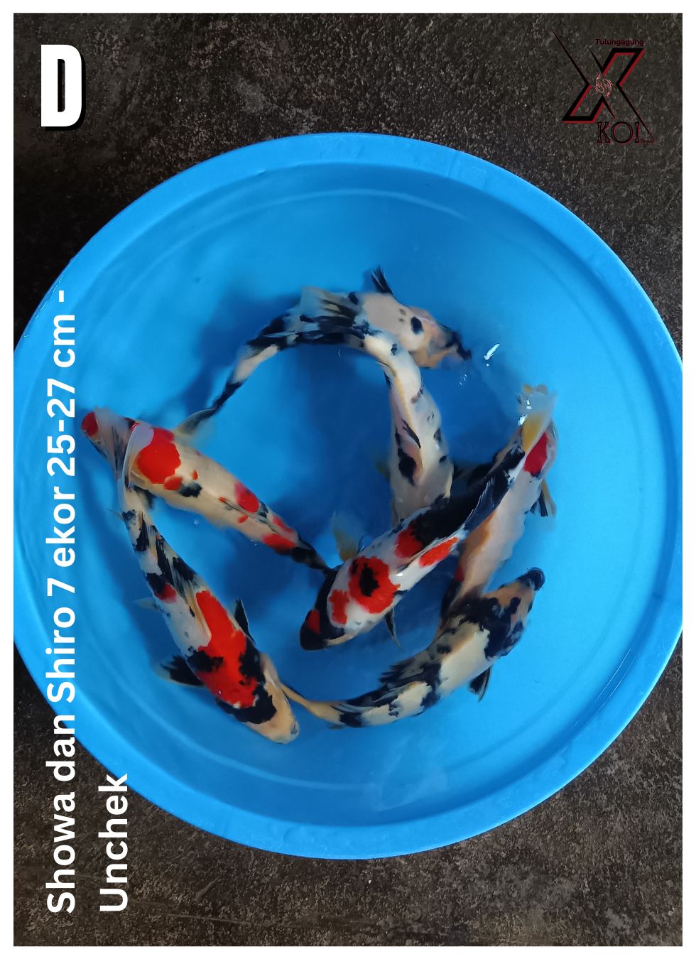 Lelang Koi Online, Jual Beli Ikan Koi, Pusat Jual Beli Koi, Info Lelang Koi Hari Ini, Platform Jual Beli Koi, Jual Beli Ikan Koi Online, Marketplace Ikan Koi, Jual Koi Terbaik, Tempat Beli Koi Berkualitas, Pasar Ikan Koi Online Terpercaya, Penjual Ikan Koi Terpercaya, Beli Koi Hias Online, Ikan Koi untuk Dijual, Koi Kualitas Terbaik, Toko Online Ikan Koi, Koi Hias Untuk Dijual, Jual Beli Ikan Koi Lokal, Koi Indonesia Online, Pusat Jual Beli Koi Terbesar