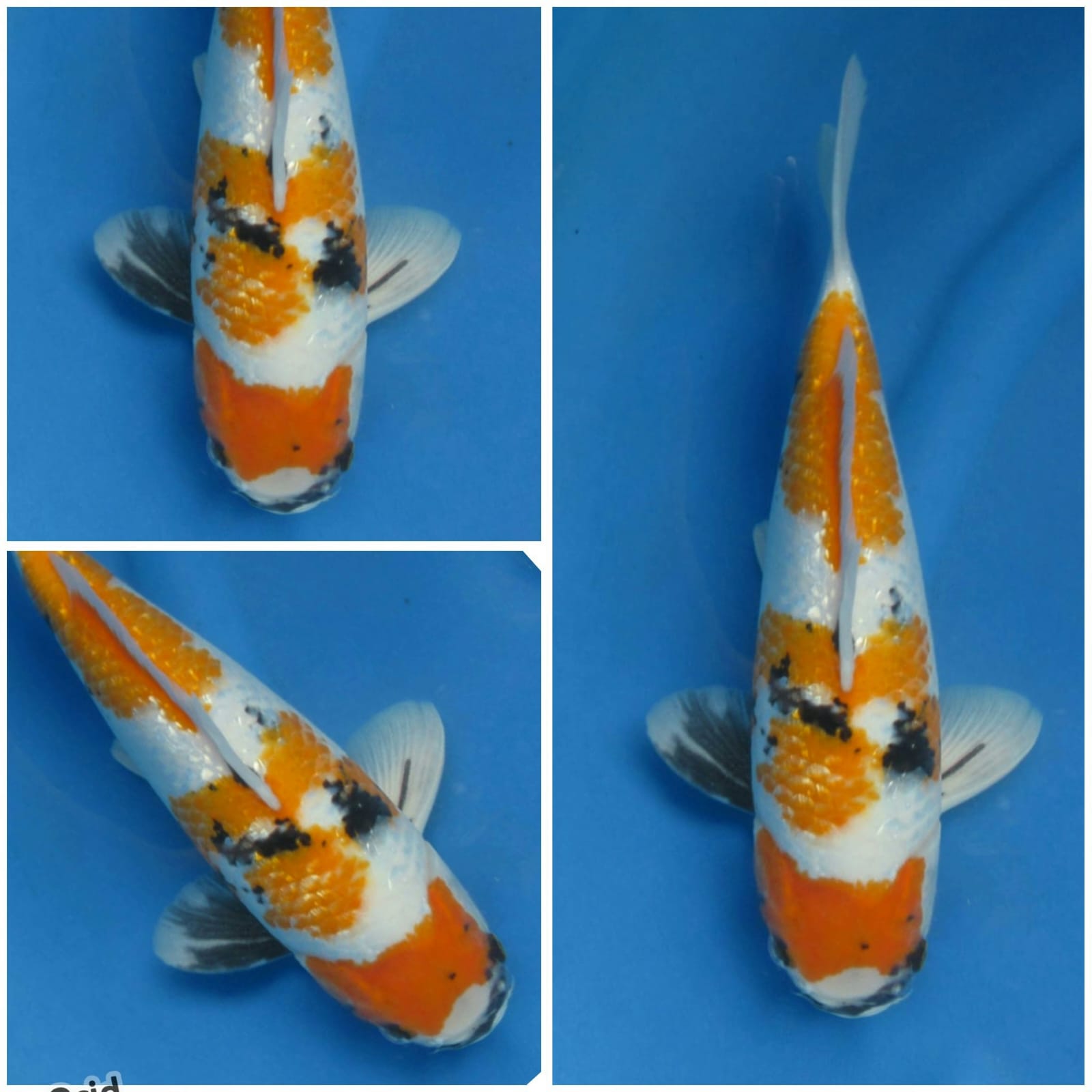 Lelang Koi Online, Jual Beli Ikan Koi, Pusat Jual Beli Koi, Info Lelang Koi Hari Ini, Platform Jual Beli Koi, Jual Beli Ikan Koi Online, Marketplace Ikan Koi, Jual Koi Terbaik, Tempat Beli Koi Berkualitas, Pasar Ikan Koi Online Terpercaya, Penjual Ikan Koi Terpercaya, Beli Koi Hias Online, Ikan Koi untuk Dijual, Koi Kualitas Terbaik, Toko Online Ikan Koi, Koi Hias Untuk Dijual, Jual Beli Ikan Koi Lokal, Koi Indonesia Online, Pusat Jual Beli Koi Terbesar