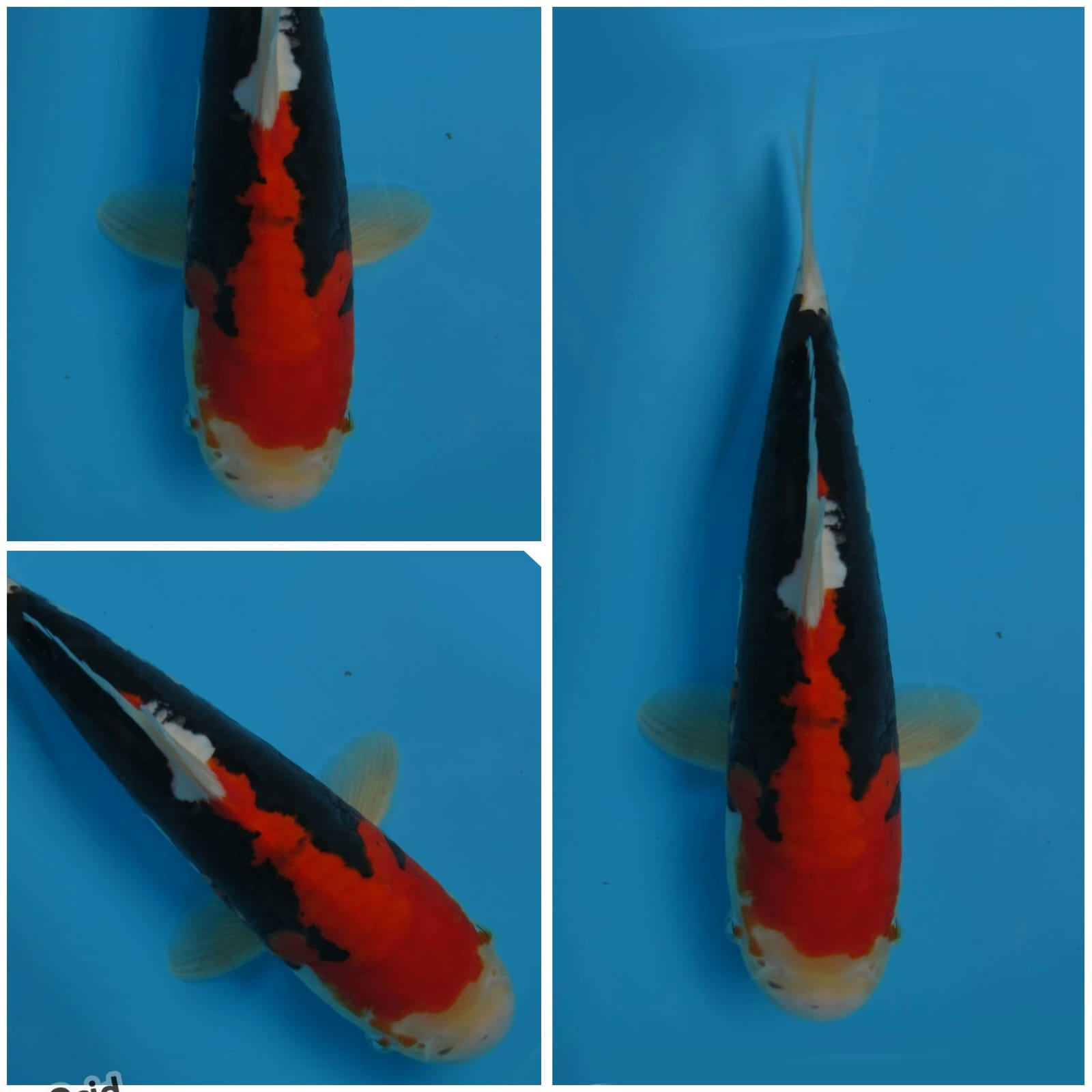 Lelang Koi Online, Jual Beli Ikan Koi, Pusat Jual Beli Koi, Info Lelang Koi Hari Ini, Platform Jual Beli Koi, Jual Beli Ikan Koi Online, Marketplace Ikan Koi, Jual Koi Terbaik, Tempat Beli Koi Berkualitas, Pasar Ikan Koi Online Terpercaya, Penjual Ikan Koi Terpercaya, Beli Koi Hias Online, Ikan Koi untuk Dijual, Koi Kualitas Terbaik, Toko Online Ikan Koi, Koi Hias Untuk Dijual, Jual Beli Ikan Koi Lokal, Koi Indonesia Online, Pusat Jual Beli Koi Terbesar