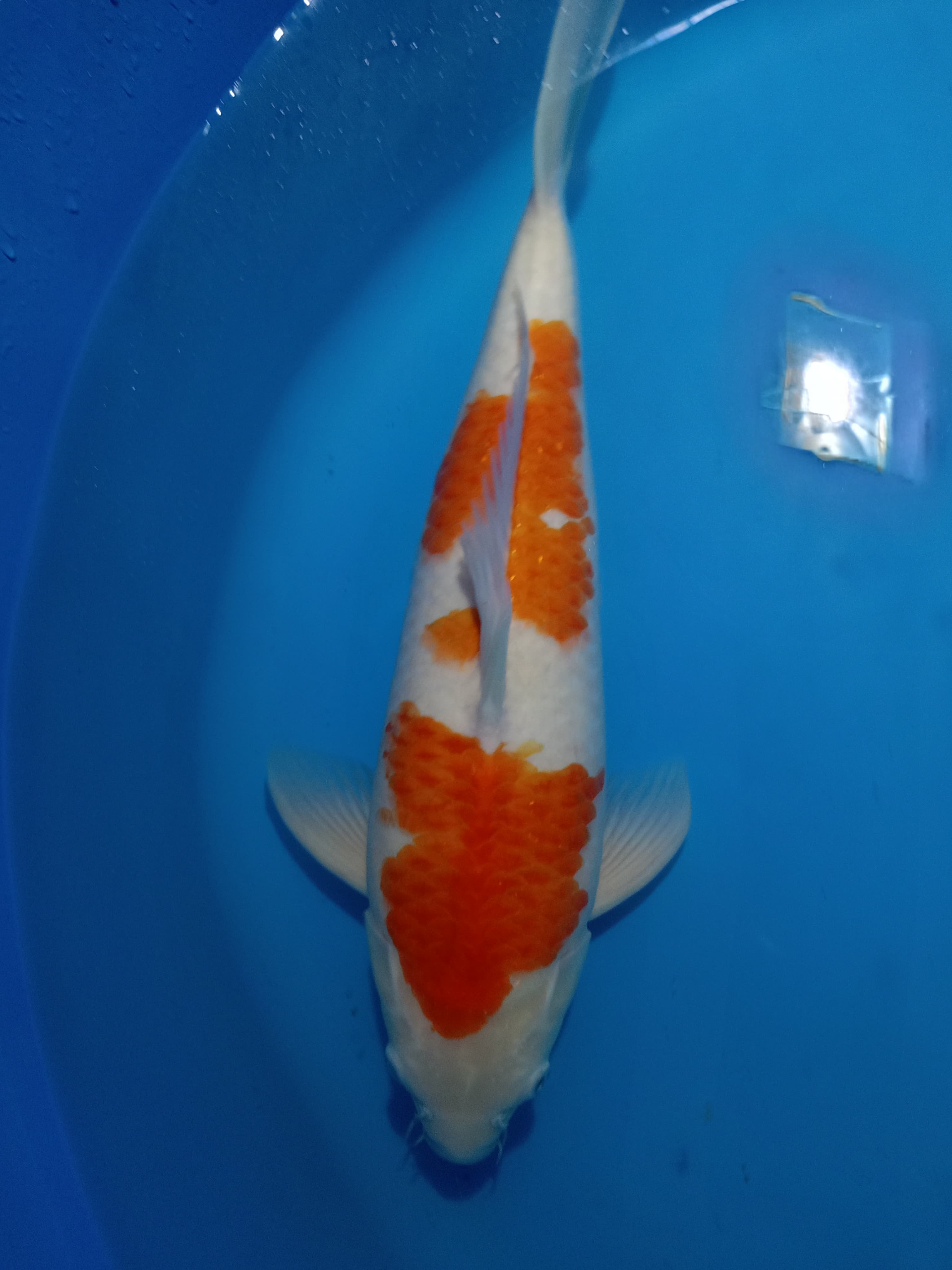 Lelang Koi Online, Jual Beli Ikan Koi, Pusat Jual Beli Koi, Info Lelang Koi Hari Ini, Platform Jual Beli Koi, Jual Beli Ikan Koi Online, Marketplace Ikan Koi, Jual Koi Terbaik, Tempat Beli Koi Berkualitas, Pasar Ikan Koi Online Terpercaya, Penjual Ikan Koi Terpercaya, Beli Koi Hias Online, Ikan Koi untuk Dijual, Koi Kualitas Terbaik, Toko Online Ikan Koi, Koi Hias Untuk Dijual, Jual Beli Ikan Koi Lokal, Koi Indonesia Online, Pusat Jual Beli Koi Terbesar