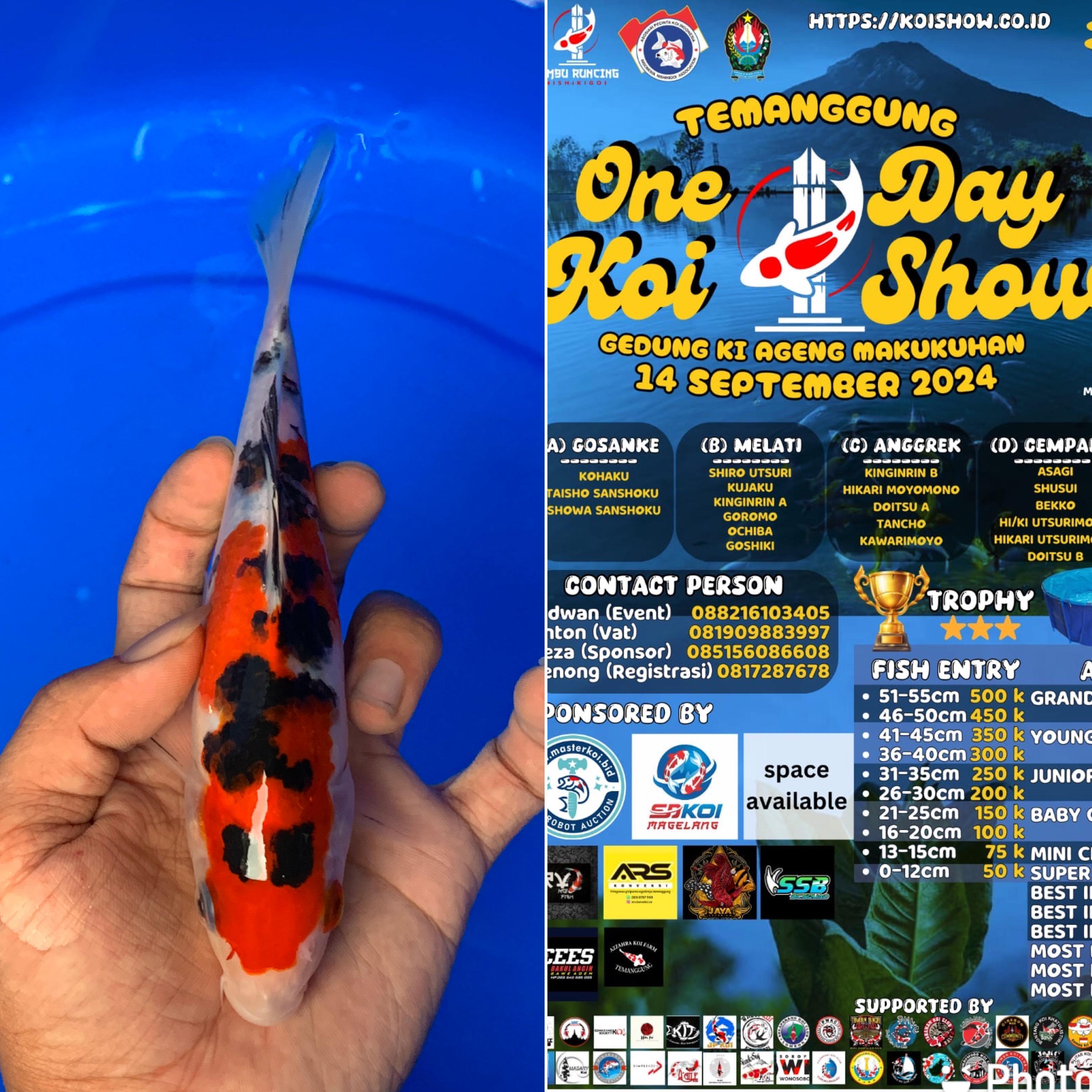 Lelang Koi Online, Jual Beli Ikan Koi, Pusat Jual Beli Koi, Info Lelang Koi Hari Ini, Platform Jual Beli Koi, Jual Beli Ikan Koi Online, Marketplace Ikan Koi, Jual Koi Terbaik, Tempat Beli Koi Berkualitas, Pasar Ikan Koi Online Terpercaya, Penjual Ikan Koi Terpercaya, Beli Koi Hias Online, Ikan Koi untuk Dijual, Koi Kualitas Terbaik, Toko Online Ikan Koi, Koi Hias Untuk Dijual, Jual Beli Ikan Koi Lokal, Koi Indonesia Online, Pusat Jual Beli Koi Terbesar