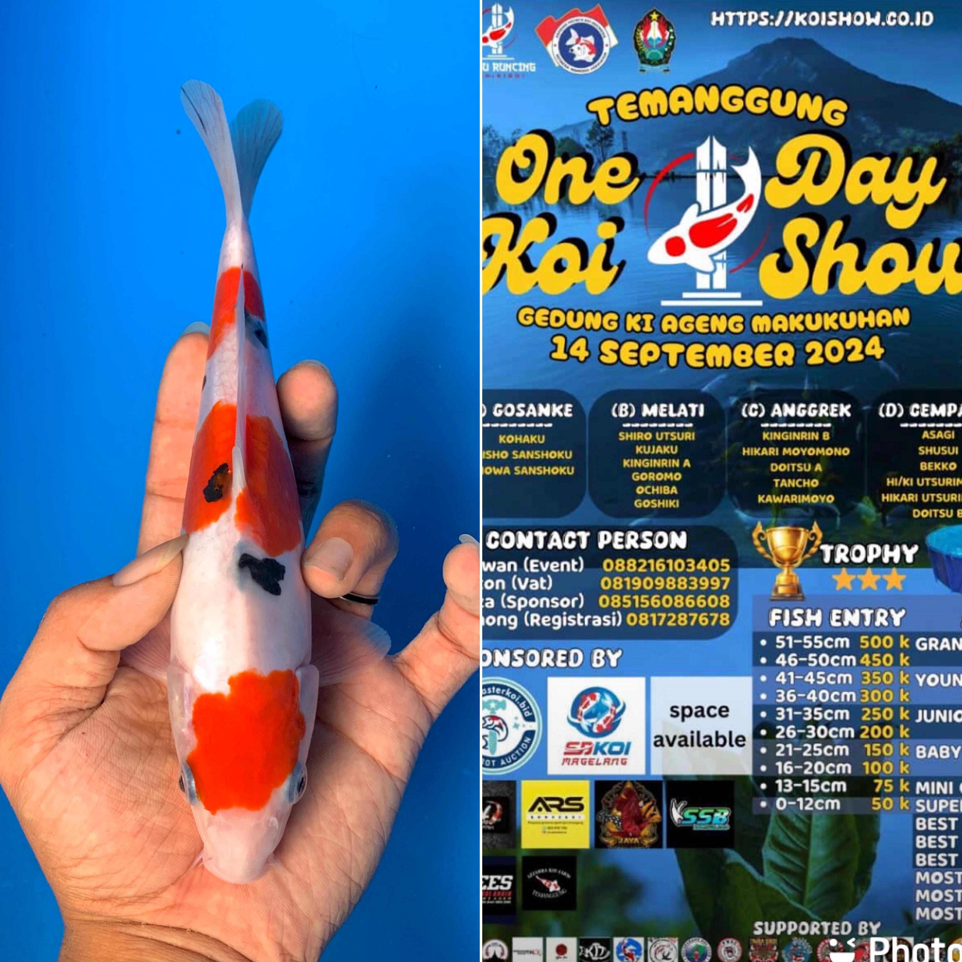 Lelang Koi Online, Jual Beli Ikan Koi, Pusat Jual Beli Koi, Info Lelang Koi Hari Ini, Platform Jual Beli Koi, Jual Beli Ikan Koi Online, Marketplace Ikan Koi, Jual Koi Terbaik, Tempat Beli Koi Berkualitas, Pasar Ikan Koi Online Terpercaya, Penjual Ikan Koi Terpercaya, Beli Koi Hias Online, Ikan Koi untuk Dijual, Koi Kualitas Terbaik, Toko Online Ikan Koi, Koi Hias Untuk Dijual, Jual Beli Ikan Koi Lokal, Koi Indonesia Online, Pusat Jual Beli Koi Terbesar