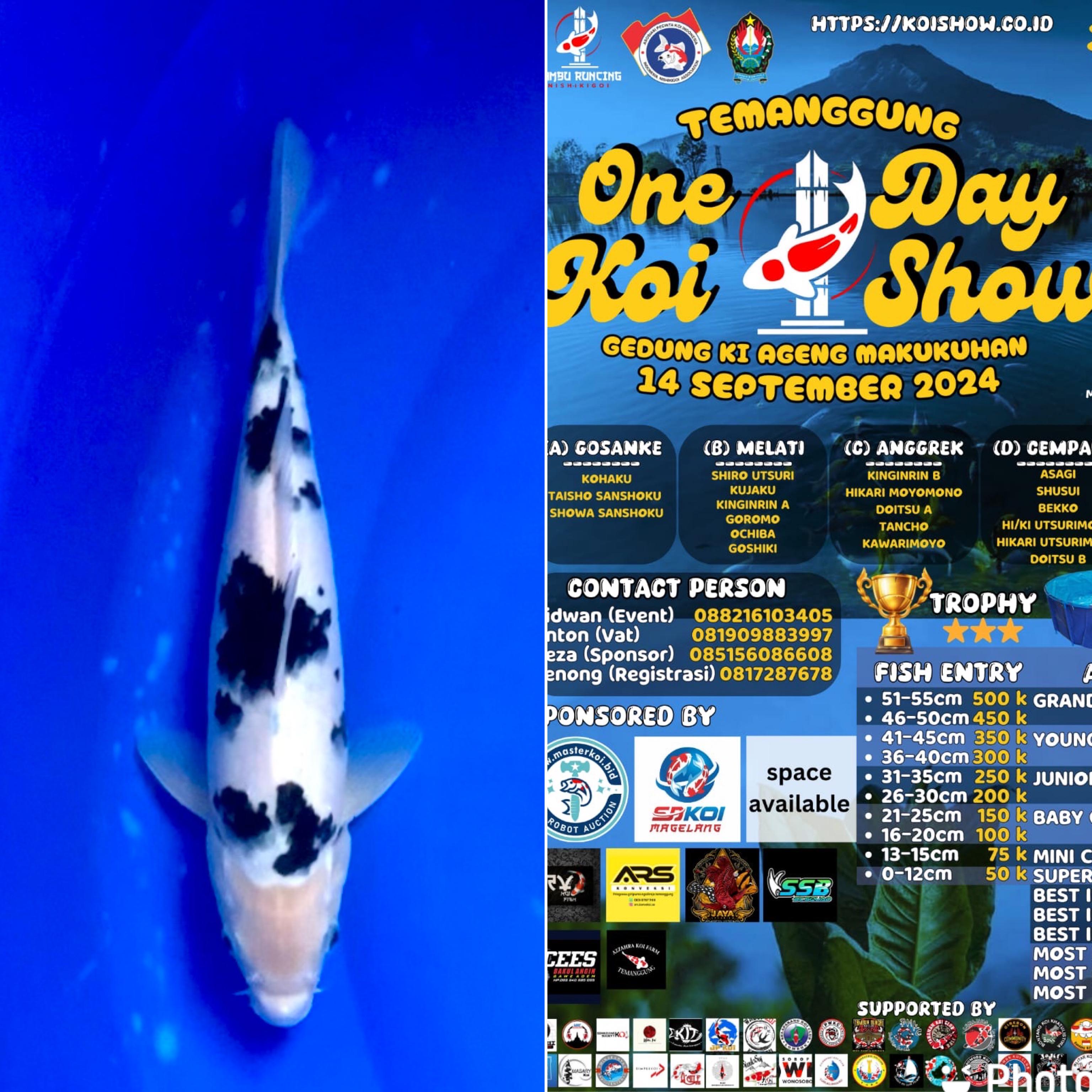 Lelang Koi Online, Jual Beli Ikan Koi, Pusat Jual Beli Koi, Info Lelang Koi Hari Ini, Platform Jual Beli Koi, Jual Beli Ikan Koi Online, Marketplace Ikan Koi, Jual Koi Terbaik, Tempat Beli Koi Berkualitas, Pasar Ikan Koi Online Terpercaya, Penjual Ikan Koi Terpercaya, Beli Koi Hias Online, Ikan Koi untuk Dijual, Koi Kualitas Terbaik, Toko Online Ikan Koi, Koi Hias Untuk Dijual, Jual Beli Ikan Koi Lokal, Koi Indonesia Online, Pusat Jual Beli Koi Terbesar