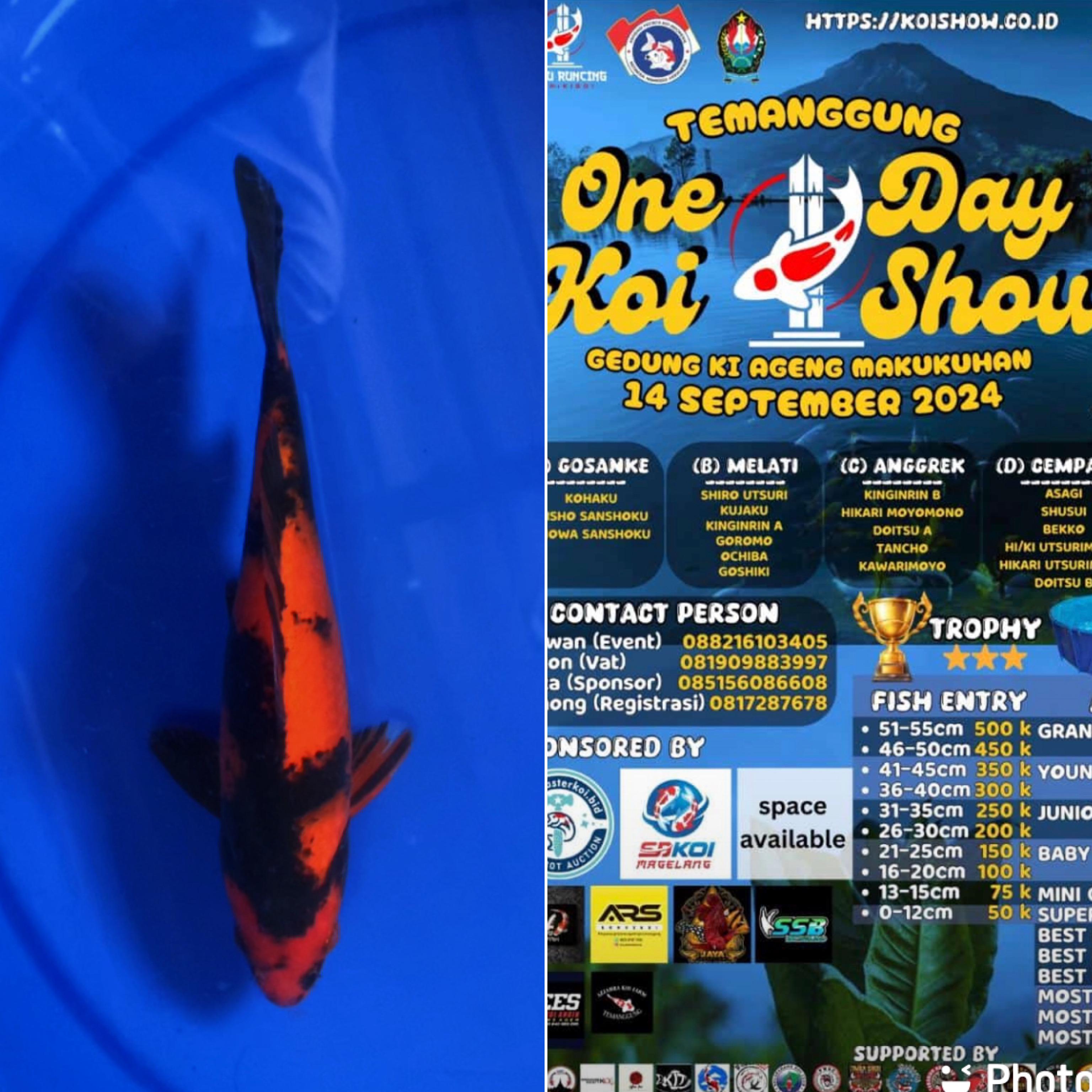 Lelang Koi Online, Jual Beli Ikan Koi, Pusat Jual Beli Koi, Info Lelang Koi Hari Ini, Platform Jual Beli Koi, Jual Beli Ikan Koi Online, Marketplace Ikan Koi, Jual Koi Terbaik, Tempat Beli Koi Berkualitas, Pasar Ikan Koi Online Terpercaya, Penjual Ikan Koi Terpercaya, Beli Koi Hias Online, Ikan Koi untuk Dijual, Koi Kualitas Terbaik, Toko Online Ikan Koi, Koi Hias Untuk Dijual, Jual Beli Ikan Koi Lokal, Koi Indonesia Online, Pusat Jual Beli Koi Terbesar