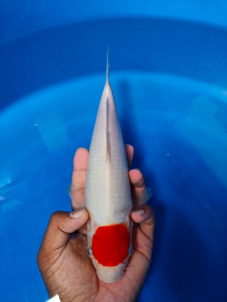 Lelang Koi Online, Jual Beli Ikan Koi, Pusat Jual Beli Koi, Info Lelang Koi Hari Ini, Platform Jual Beli Koi, Jual Beli Ikan Koi Online, Marketplace Ikan Koi, Jual Koi Terbaik, Tempat Beli Koi Berkualitas, Pasar Ikan Koi Online Terpercaya, Penjual Ikan Koi Terpercaya, Beli Koi Hias Online, Ikan Koi untuk Dijual, Koi Kualitas Terbaik, Toko Online Ikan Koi, Koi Hias Untuk Dijual, Jual Beli Ikan Koi Lokal, Koi Indonesia Online, Pusat Jual Beli Koi Terbesar