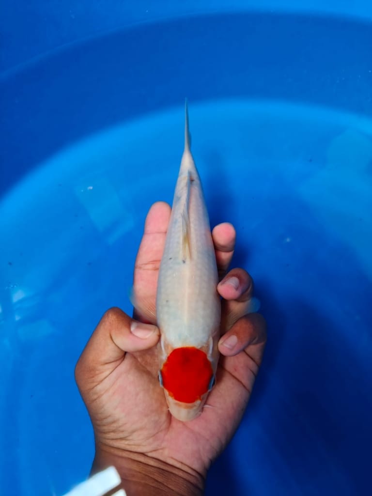 Lelang Koi Online, Jual Beli Ikan Koi, Pusat Jual Beli Koi, Info Lelang Koi Hari Ini, Platform Jual Beli Koi, Jual Beli Ikan Koi Online, Marketplace Ikan Koi, Jual Koi Terbaik, Tempat Beli Koi Berkualitas, Pasar Ikan Koi Online Terpercaya, Penjual Ikan Koi Terpercaya, Beli Koi Hias Online, Ikan Koi untuk Dijual, Koi Kualitas Terbaik, Toko Online Ikan Koi, Koi Hias Untuk Dijual, Jual Beli Ikan Koi Lokal, Koi Indonesia Online, Pusat Jual Beli Koi Terbesar