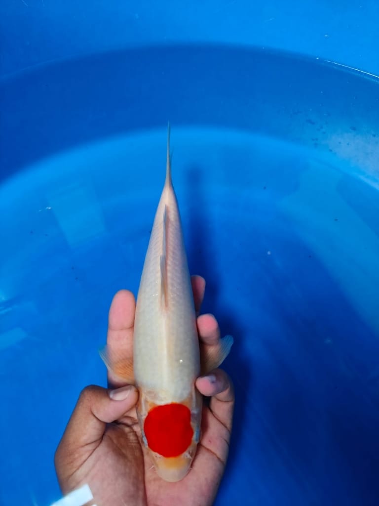 Lelang Koi Online, Jual Beli Ikan Koi, Pusat Jual Beli Koi, Info Lelang Koi Hari Ini, Platform Jual Beli Koi, Jual Beli Ikan Koi Online, Marketplace Ikan Koi, Jual Koi Terbaik, Tempat Beli Koi Berkualitas, Pasar Ikan Koi Online Terpercaya, Penjual Ikan Koi Terpercaya, Beli Koi Hias Online, Ikan Koi untuk Dijual, Koi Kualitas Terbaik, Toko Online Ikan Koi, Koi Hias Untuk Dijual, Jual Beli Ikan Koi Lokal, Koi Indonesia Online, Pusat Jual Beli Koi Terbesar