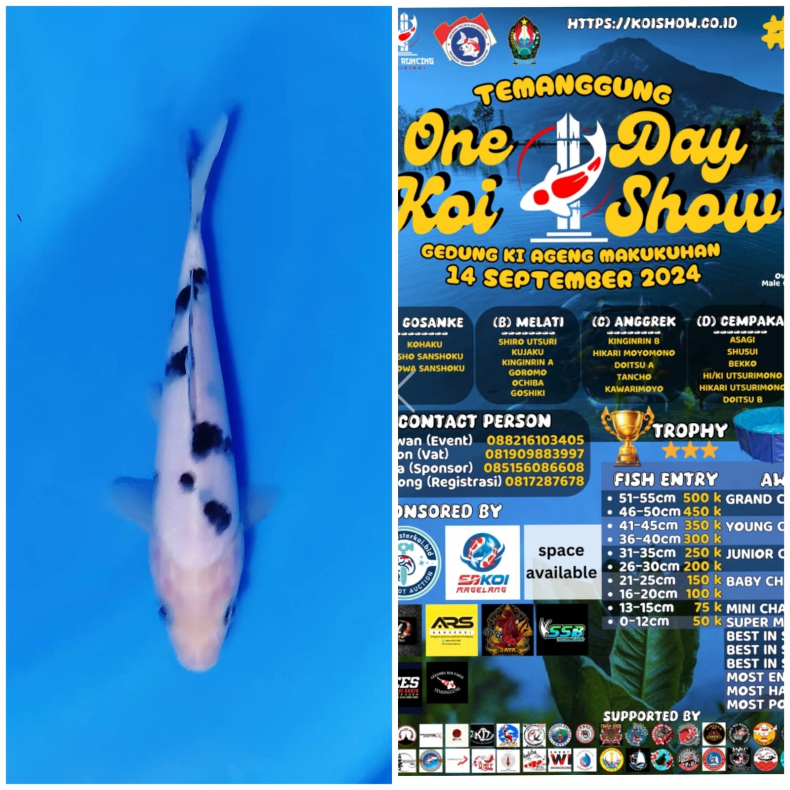 Lelang Koi Online, Jual Beli Ikan Koi, Pusat Jual Beli Koi, Info Lelang Koi Hari Ini, Platform Jual Beli Koi, Jual Beli Ikan Koi Online, Marketplace Ikan Koi, Jual Koi Terbaik, Tempat Beli Koi Berkualitas, Pasar Ikan Koi Online Terpercaya, Penjual Ikan Koi Terpercaya, Beli Koi Hias Online, Ikan Koi untuk Dijual, Koi Kualitas Terbaik, Toko Online Ikan Koi, Koi Hias Untuk Dijual, Jual Beli Ikan Koi Lokal, Koi Indonesia Online, Pusat Jual Beli Koi Terbesar