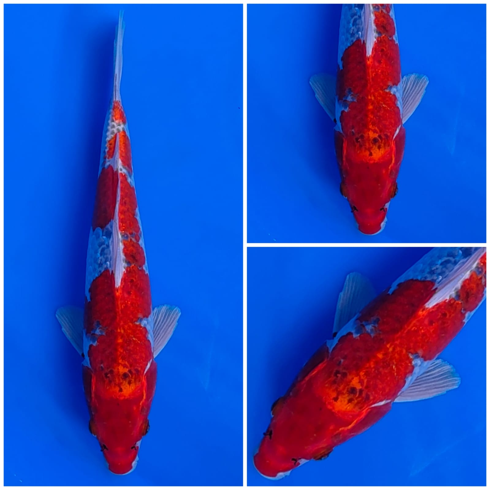 Lelang Koi Online, Jual Beli Ikan Koi, Pusat Jual Beli Koi, Info Lelang Koi Hari Ini, Platform Jual Beli Koi, Jual Beli Ikan Koi Online, Marketplace Ikan Koi, Jual Koi Terbaik, Tempat Beli Koi Berkualitas, Pasar Ikan Koi Online Terpercaya, Penjual Ikan Koi Terpercaya, Beli Koi Hias Online, Ikan Koi untuk Dijual, Koi Kualitas Terbaik, Toko Online Ikan Koi, Koi Hias Untuk Dijual, Jual Beli Ikan Koi Lokal, Koi Indonesia Online, Pusat Jual Beli Koi Terbesar