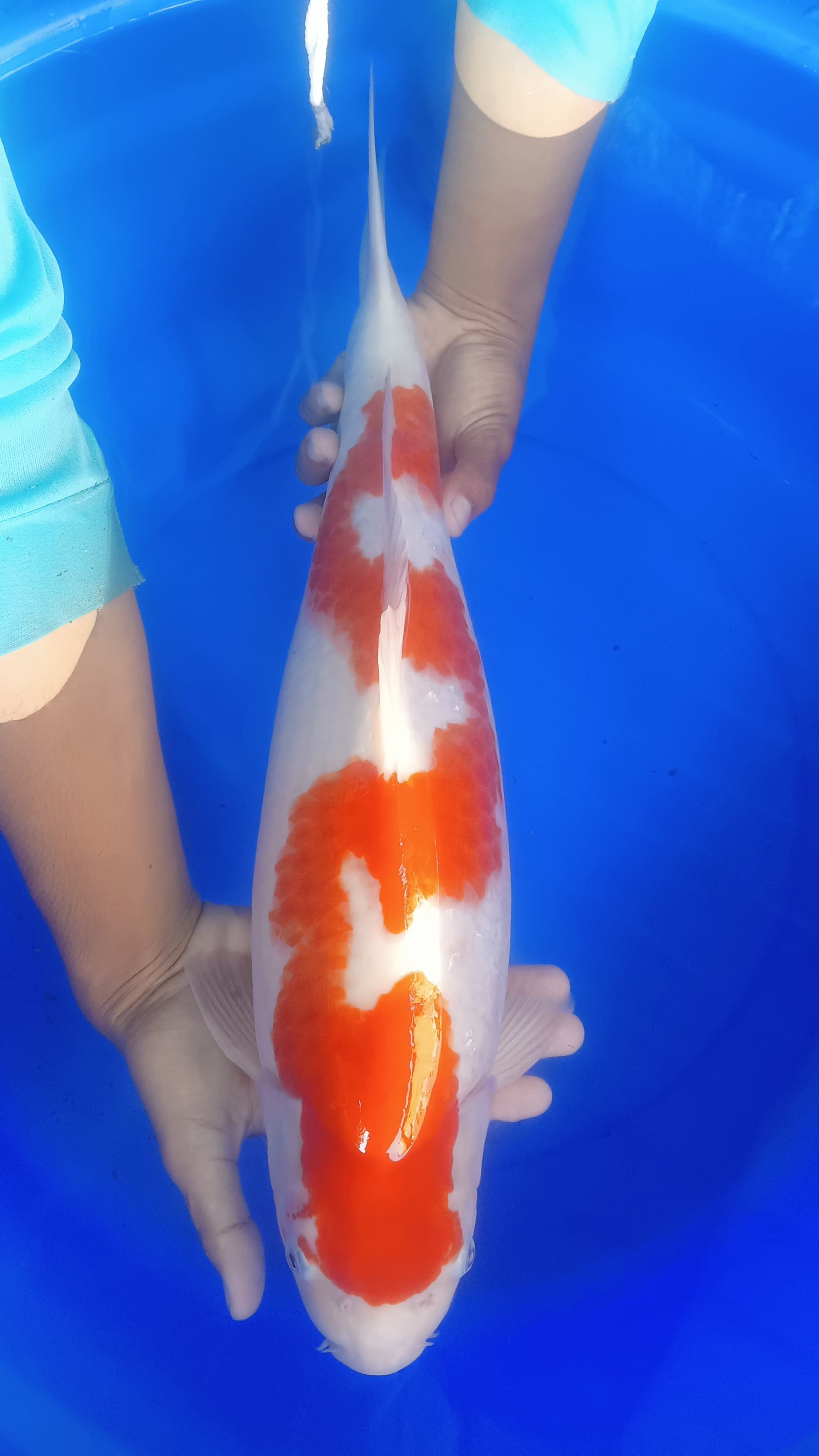 Lelang Koi Online, Jual Beli Ikan Koi, Pusat Jual Beli Koi, Info Lelang Koi Hari Ini, Platform Jual Beli Koi, Jual Beli Ikan Koi Online, Marketplace Ikan Koi, Jual Koi Terbaik, Tempat Beli Koi Berkualitas, Pasar Ikan Koi Online Terpercaya, Penjual Ikan Koi Terpercaya, Beli Koi Hias Online, Ikan Koi untuk Dijual, Koi Kualitas Terbaik, Toko Online Ikan Koi, Koi Hias Untuk Dijual, Jual Beli Ikan Koi Lokal, Koi Indonesia Online, Pusat Jual Beli Koi Terbesar