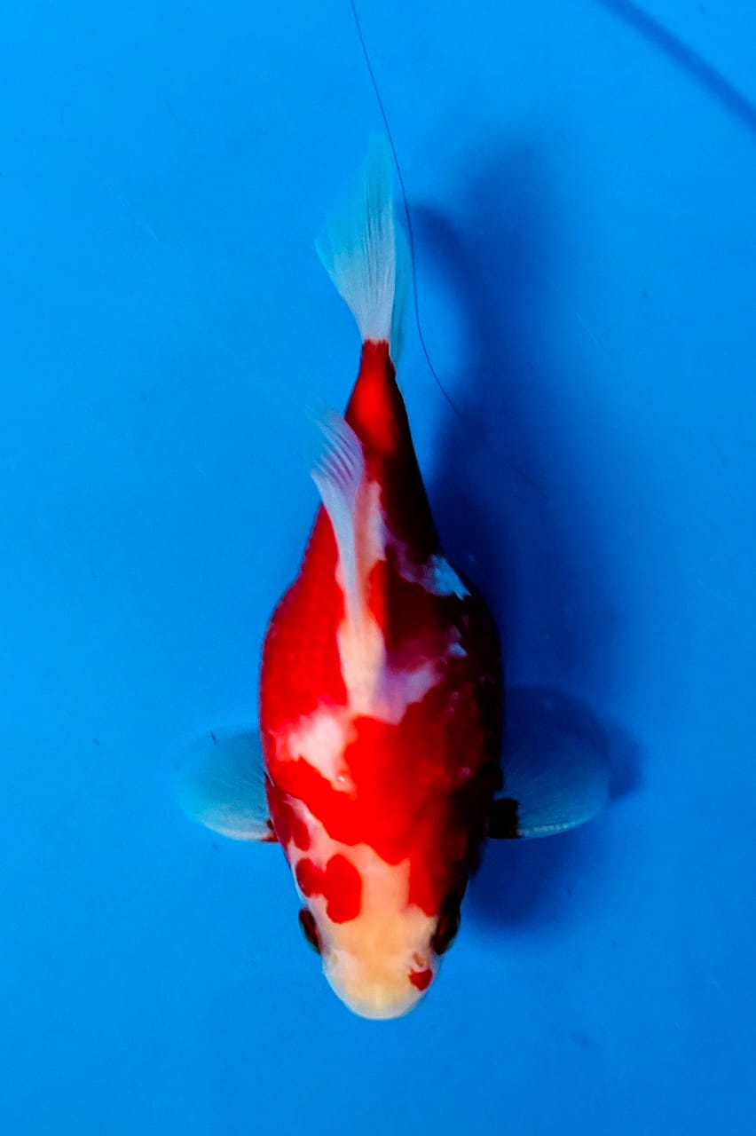 Lelang Koi Online, Jual Beli Ikan Koi, Pusat Jual Beli Koi, Info Lelang Koi Hari Ini, Platform Jual Beli Koi, Jual Beli Ikan Koi Online, Marketplace Ikan Koi, Jual Koi Terbaik, Tempat Beli Koi Berkualitas, Pasar Ikan Koi Online Terpercaya, Penjual Ikan Koi Terpercaya, Beli Koi Hias Online, Ikan Koi untuk Dijual, Koi Kualitas Terbaik, Toko Online Ikan Koi, Koi Hias Untuk Dijual, Jual Beli Ikan Koi Lokal, Koi Indonesia Online, Pusat Jual Beli Koi Terbesar