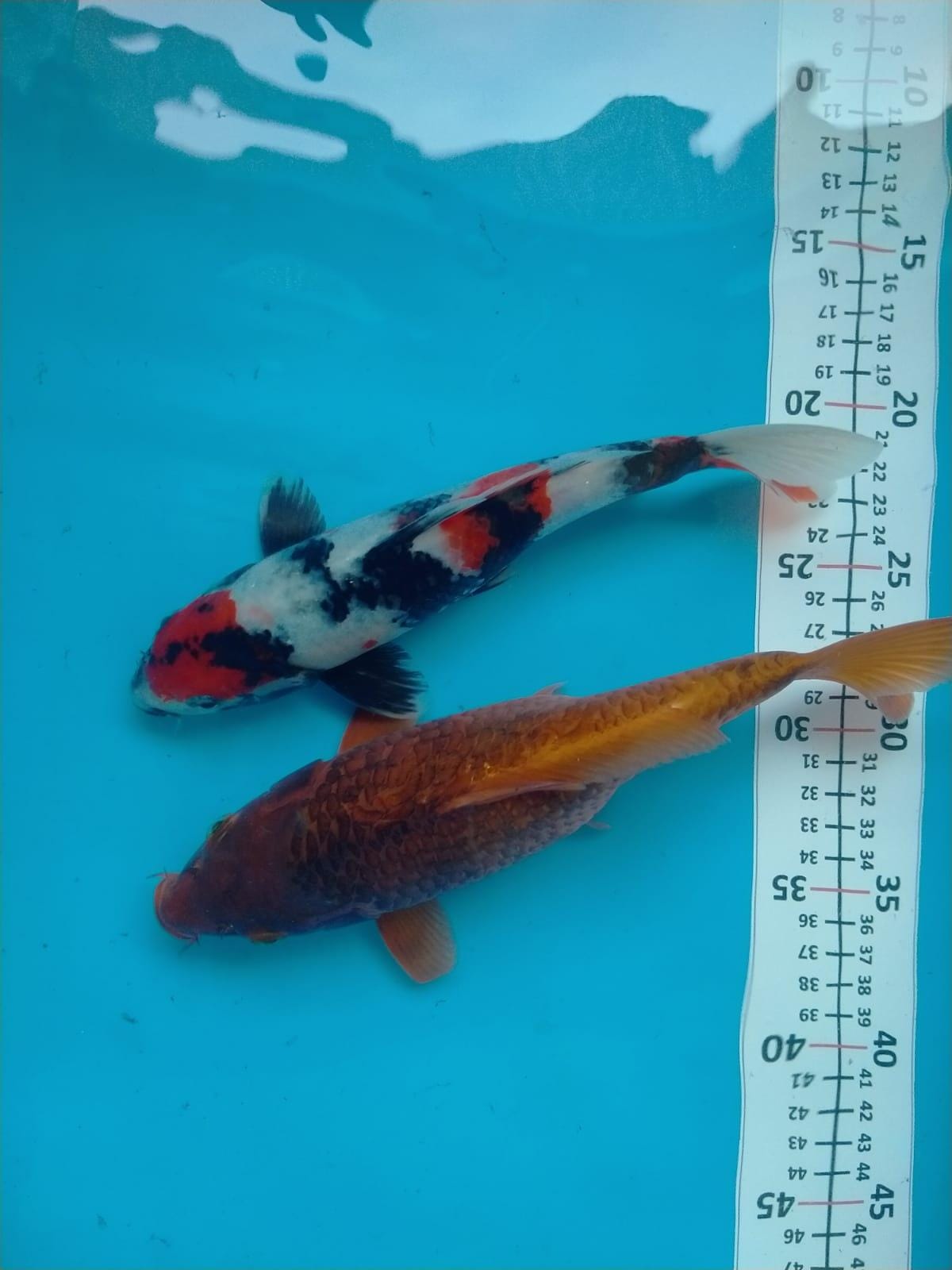 Lelang Koi Online, Jual Beli Ikan Koi, Pusat Jual Beli Koi, Info Lelang Koi Hari Ini, Platform Jual Beli Koi, Jual Beli Ikan Koi Online, Marketplace Ikan Koi, Jual Koi Terbaik, Tempat Beli Koi Berkualitas, Pasar Ikan Koi Online Terpercaya, Penjual Ikan Koi Terpercaya, Beli Koi Hias Online, Ikan Koi untuk Dijual, Koi Kualitas Terbaik, Toko Online Ikan Koi, Koi Hias Untuk Dijual, Jual Beli Ikan Koi Lokal, Koi Indonesia Online, Pusat Jual Beli Koi Terbesar