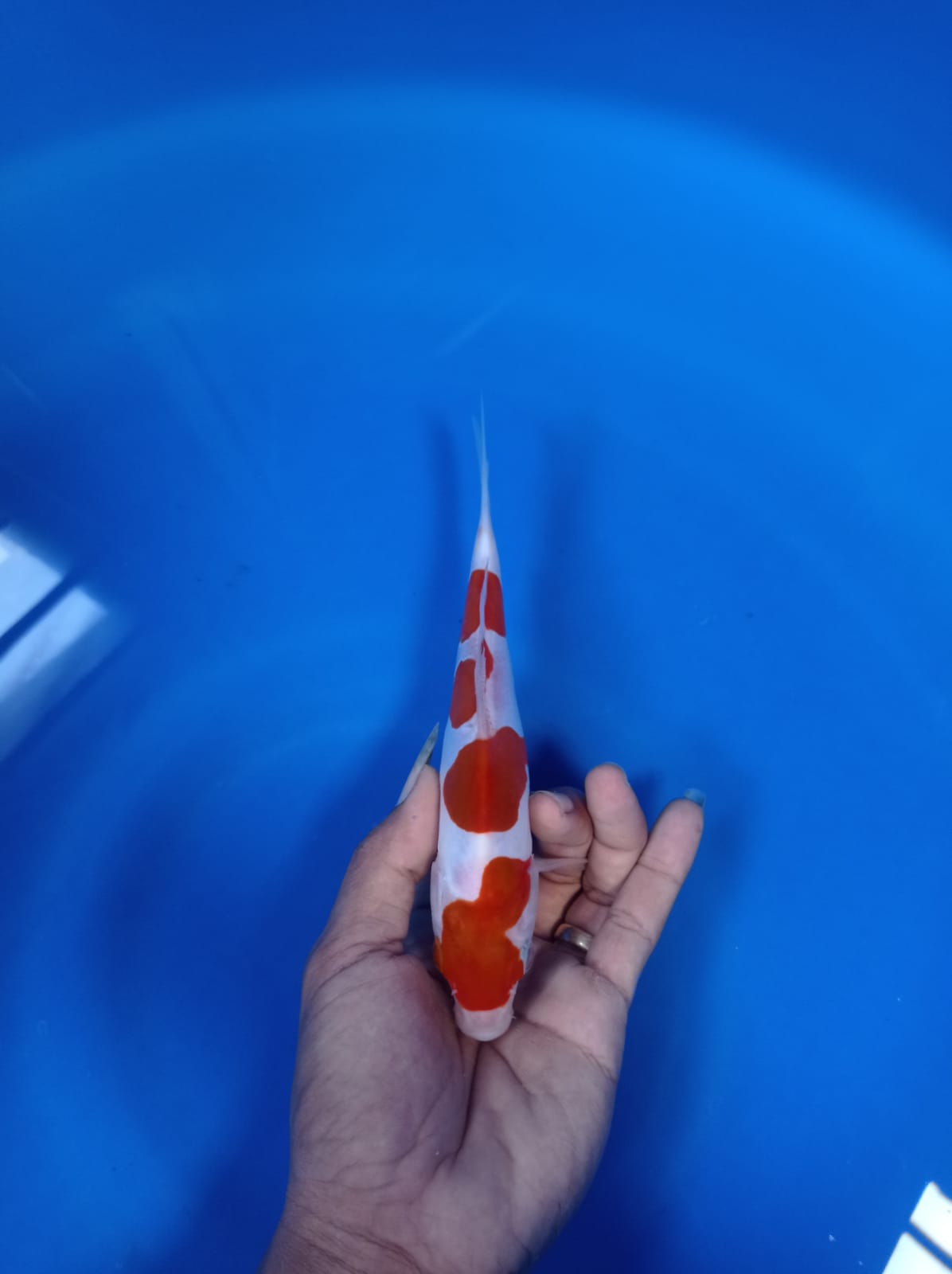 Lelang Koi Online, Jual Beli Ikan Koi, Pusat Jual Beli Koi, Info Lelang Koi Hari Ini, Platform Jual Beli Koi, Jual Beli Ikan Koi Online, Marketplace Ikan Koi, Jual Koi Terbaik, Tempat Beli Koi Berkualitas, Pasar Ikan Koi Online Terpercaya, Penjual Ikan Koi Terpercaya, Beli Koi Hias Online, Ikan Koi untuk Dijual, Koi Kualitas Terbaik, Toko Online Ikan Koi, Koi Hias Untuk Dijual, Jual Beli Ikan Koi Lokal, Koi Indonesia Online, Pusat Jual Beli Koi Terbesar