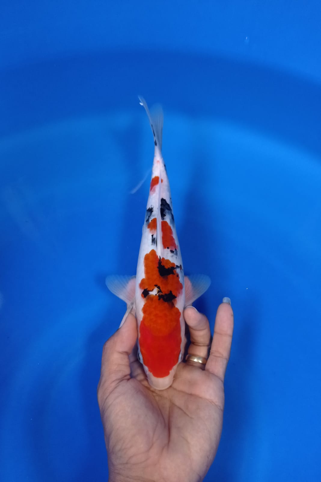 Lelang Koi Online, Jual Beli Ikan Koi, Pusat Jual Beli Koi, Info Lelang Koi Hari Ini, Platform Jual Beli Koi, Jual Beli Ikan Koi Online, Marketplace Ikan Koi, Jual Koi Terbaik, Tempat Beli Koi Berkualitas, Pasar Ikan Koi Online Terpercaya, Penjual Ikan Koi Terpercaya, Beli Koi Hias Online, Ikan Koi untuk Dijual, Koi Kualitas Terbaik, Toko Online Ikan Koi, Koi Hias Untuk Dijual, Jual Beli Ikan Koi Lokal, Koi Indonesia Online, Pusat Jual Beli Koi Terbesar