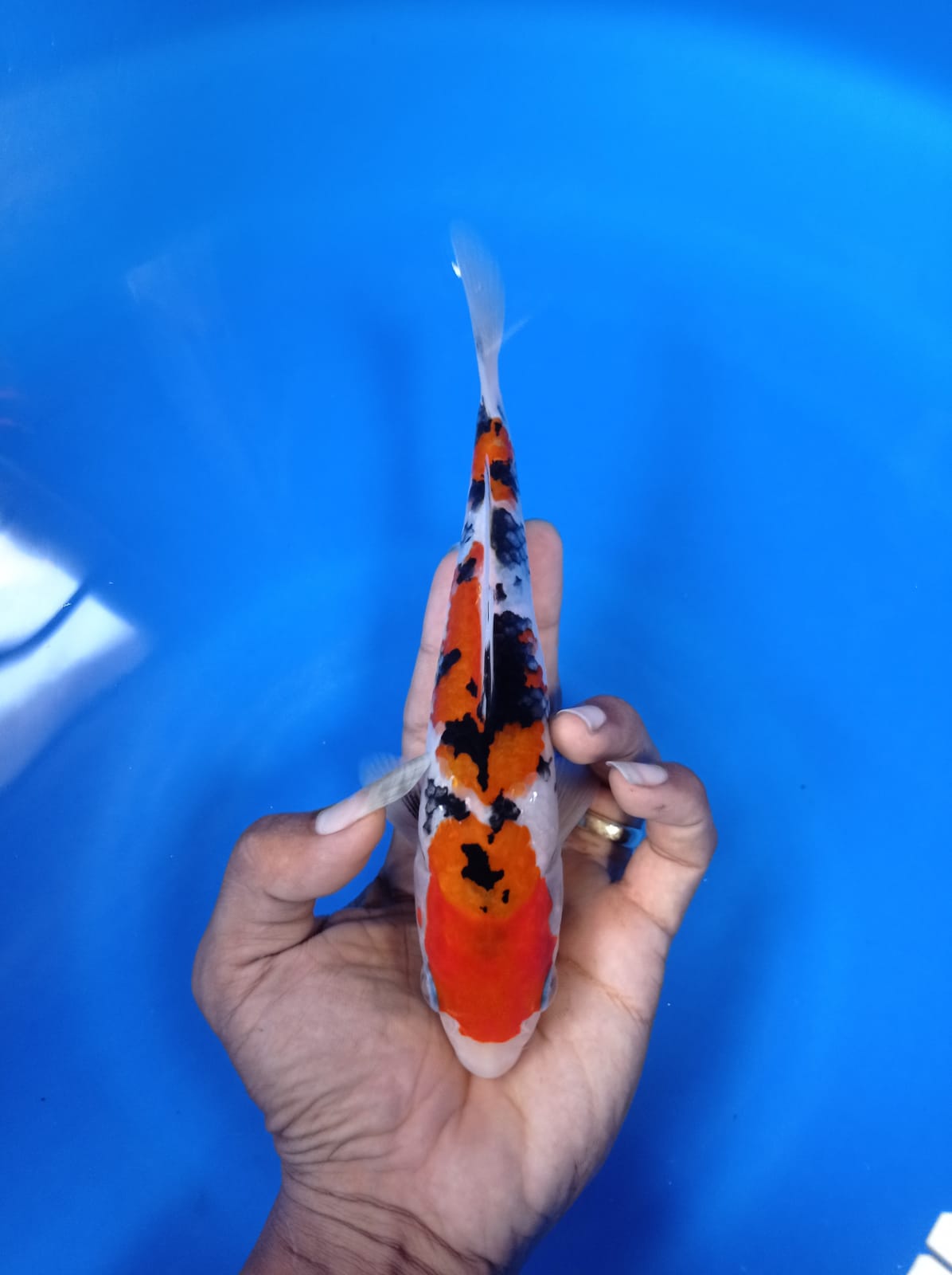 Lelang Koi Online, Jual Beli Ikan Koi, Pusat Jual Beli Koi, Info Lelang Koi Hari Ini, Platform Jual Beli Koi, Jual Beli Ikan Koi Online, Marketplace Ikan Koi, Jual Koi Terbaik, Tempat Beli Koi Berkualitas, Pasar Ikan Koi Online Terpercaya, Penjual Ikan Koi Terpercaya, Beli Koi Hias Online, Ikan Koi untuk Dijual, Koi Kualitas Terbaik, Toko Online Ikan Koi, Koi Hias Untuk Dijual, Jual Beli Ikan Koi Lokal, Koi Indonesia Online, Pusat Jual Beli Koi Terbesar