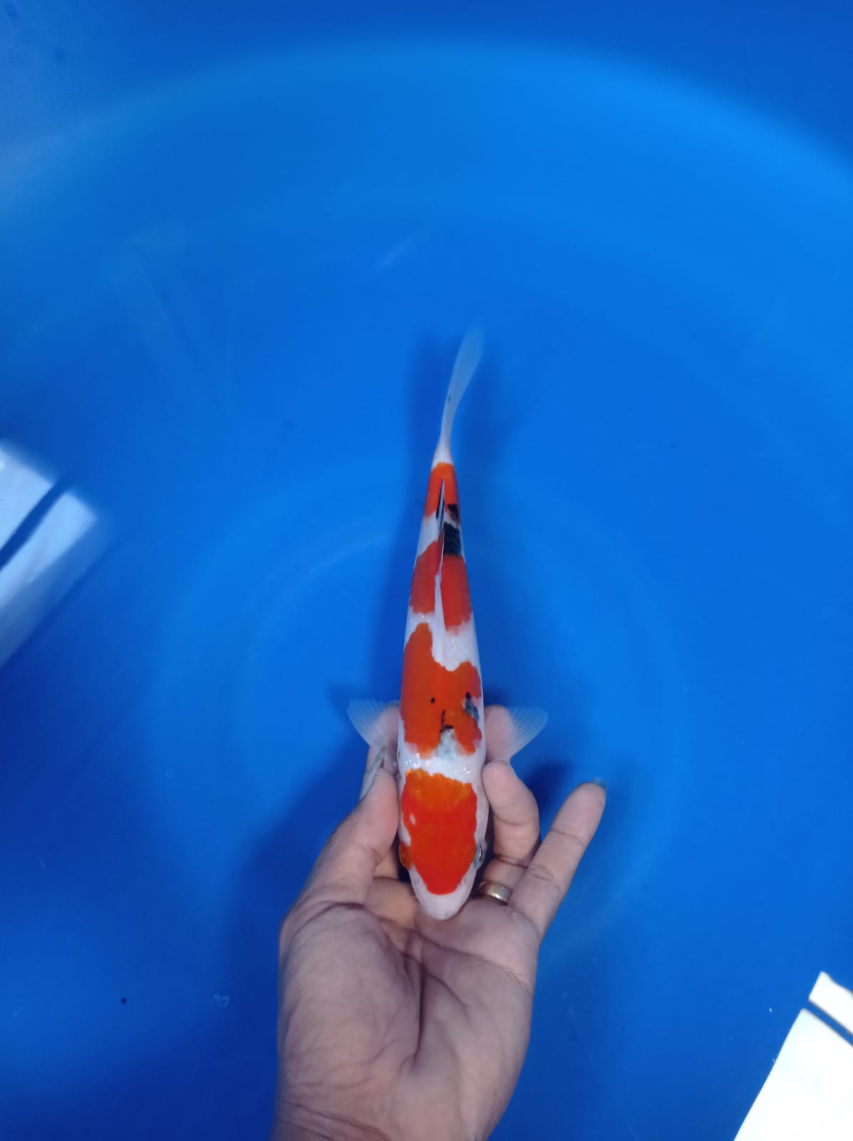 Lelang Koi Online, Jual Beli Ikan Koi, Pusat Jual Beli Koi, Info Lelang Koi Hari Ini, Platform Jual Beli Koi, Jual Beli Ikan Koi Online, Marketplace Ikan Koi, Jual Koi Terbaik, Tempat Beli Koi Berkualitas, Pasar Ikan Koi Online Terpercaya, Penjual Ikan Koi Terpercaya, Beli Koi Hias Online, Ikan Koi untuk Dijual, Koi Kualitas Terbaik, Toko Online Ikan Koi, Koi Hias Untuk Dijual, Jual Beli Ikan Koi Lokal, Koi Indonesia Online, Pusat Jual Beli Koi Terbesar