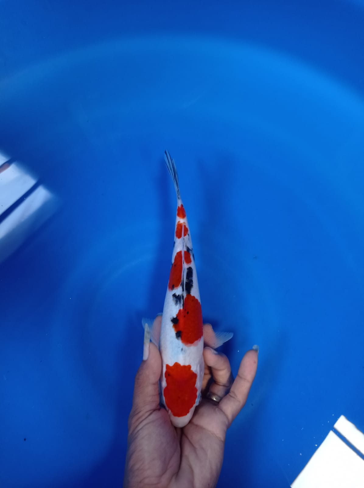 Lelang Koi Online, Jual Beli Ikan Koi, Pusat Jual Beli Koi, Info Lelang Koi Hari Ini, Platform Jual Beli Koi, Jual Beli Ikan Koi Online, Marketplace Ikan Koi, Jual Koi Terbaik, Tempat Beli Koi Berkualitas, Pasar Ikan Koi Online Terpercaya, Penjual Ikan Koi Terpercaya, Beli Koi Hias Online, Ikan Koi untuk Dijual, Koi Kualitas Terbaik, Toko Online Ikan Koi, Koi Hias Untuk Dijual, Jual Beli Ikan Koi Lokal, Koi Indonesia Online, Pusat Jual Beli Koi Terbesar