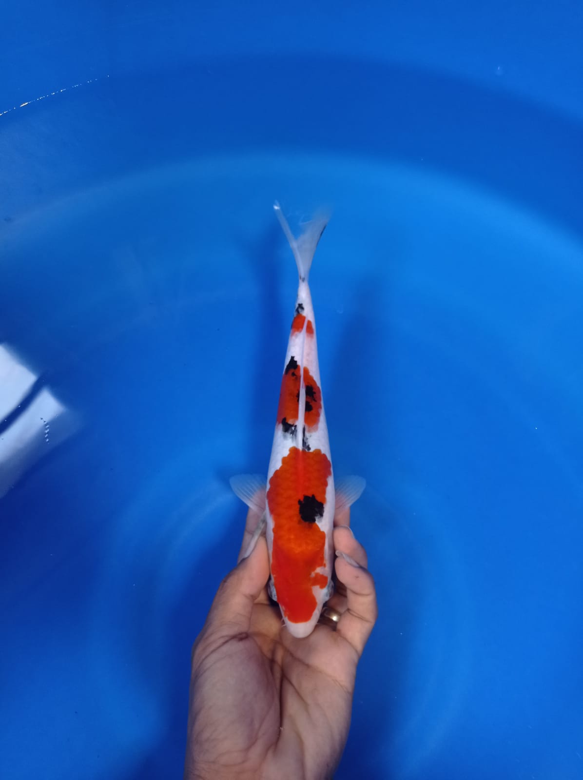 Lelang Koi Online, Jual Beli Ikan Koi, Pusat Jual Beli Koi, Info Lelang Koi Hari Ini, Platform Jual Beli Koi, Jual Beli Ikan Koi Online, Marketplace Ikan Koi, Jual Koi Terbaik, Tempat Beli Koi Berkualitas, Pasar Ikan Koi Online Terpercaya, Penjual Ikan Koi Terpercaya, Beli Koi Hias Online, Ikan Koi untuk Dijual, Koi Kualitas Terbaik, Toko Online Ikan Koi, Koi Hias Untuk Dijual, Jual Beli Ikan Koi Lokal, Koi Indonesia Online, Pusat Jual Beli Koi Terbesar