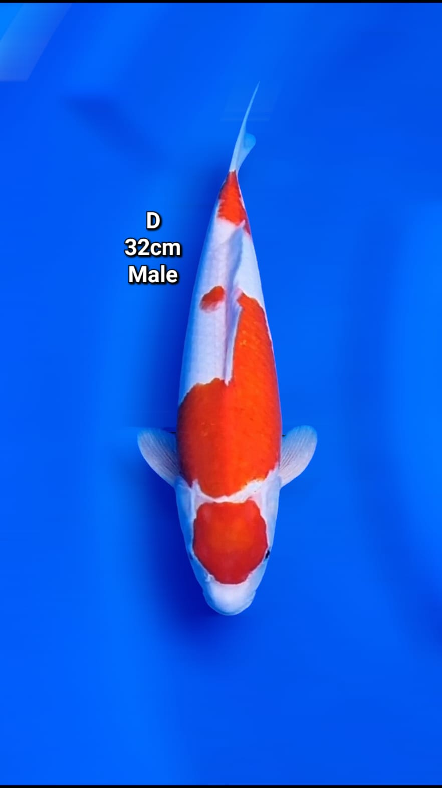 MARUTEN KOHAKU 32cm
