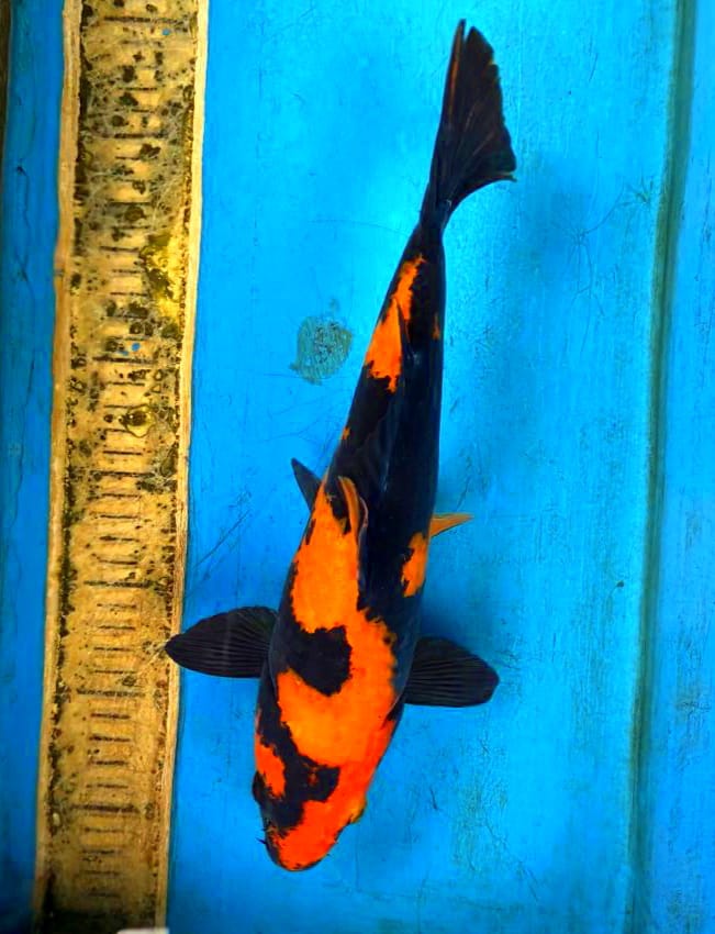 HIUTSURI 33cm