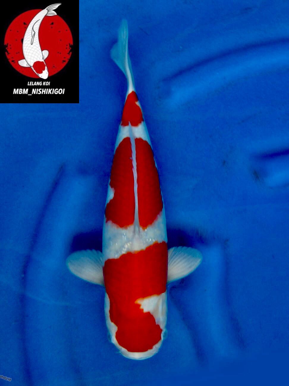 SUPER KOHAKU RED F1 SAKAI MALE 35cm