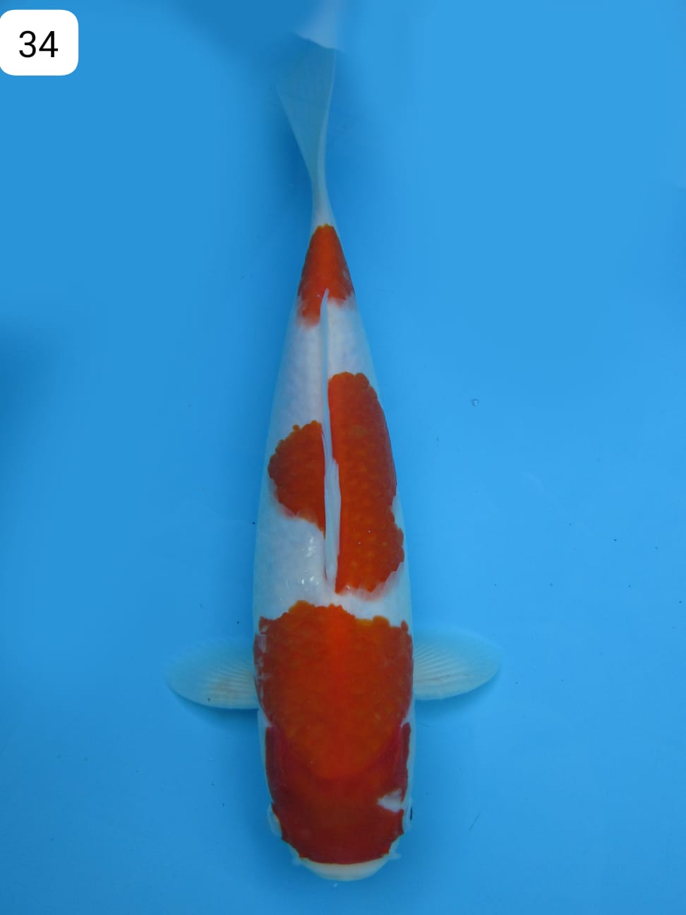KOHAKU AKF 34cm
