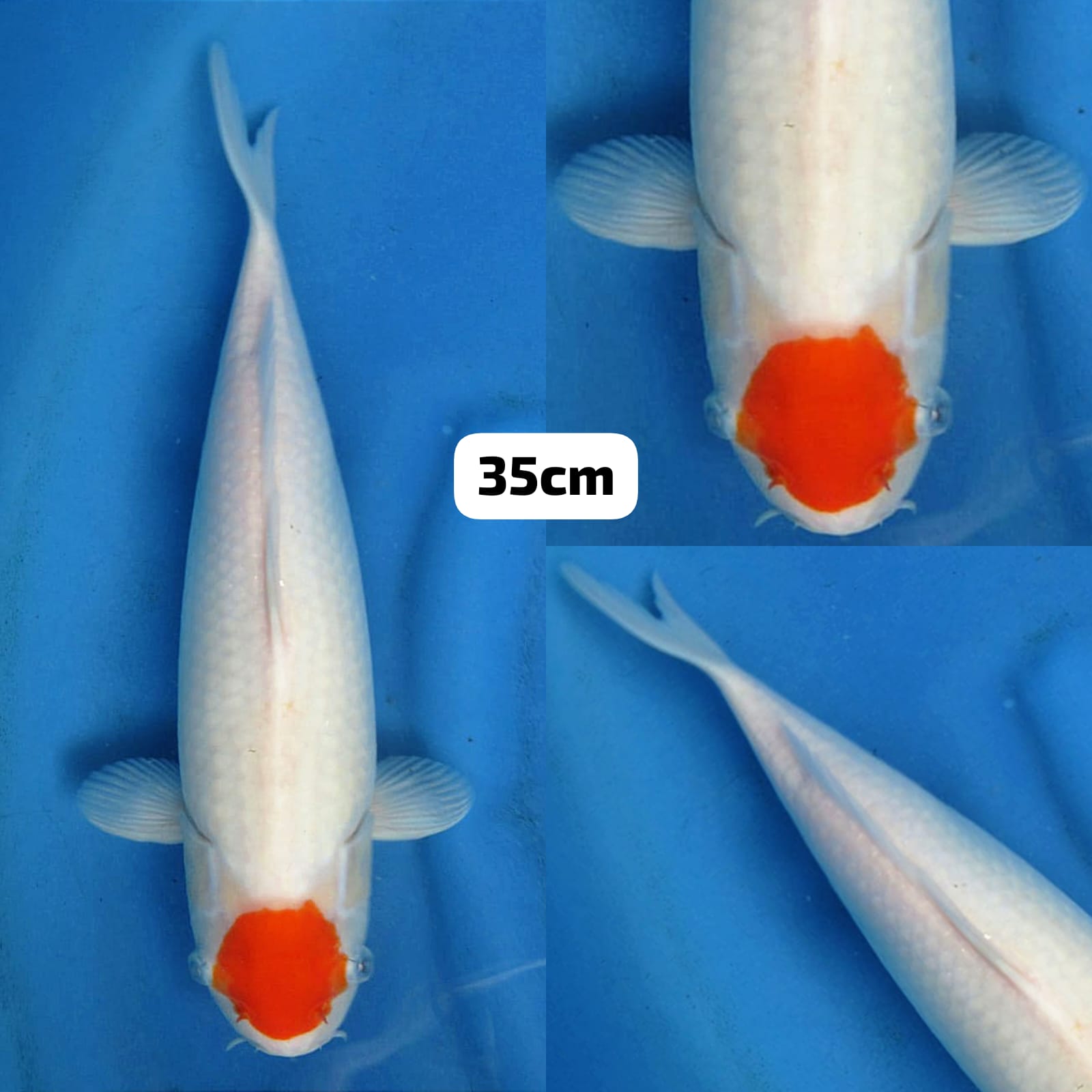 TANCHO KOHAKU ORIGINAL NO BOCOR 35cm