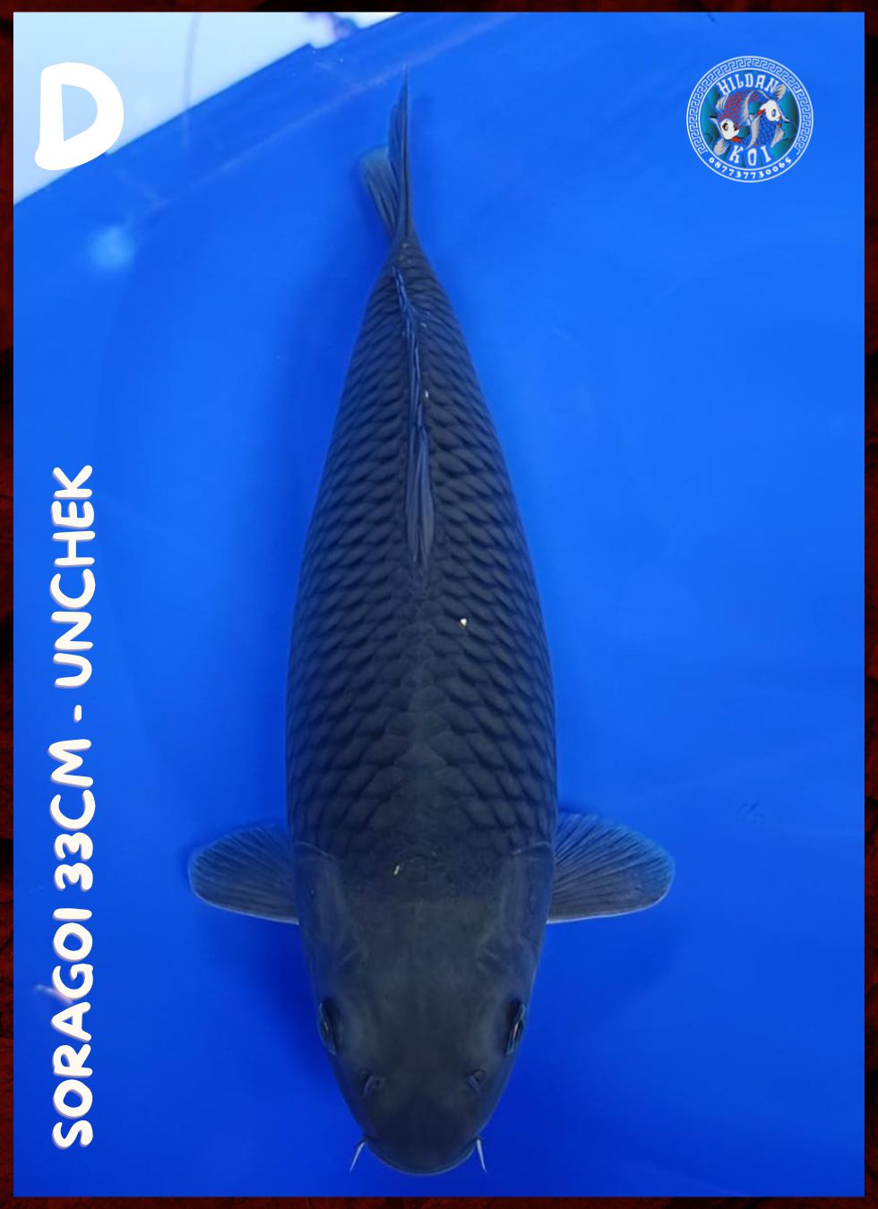 SORAGOI 33cm