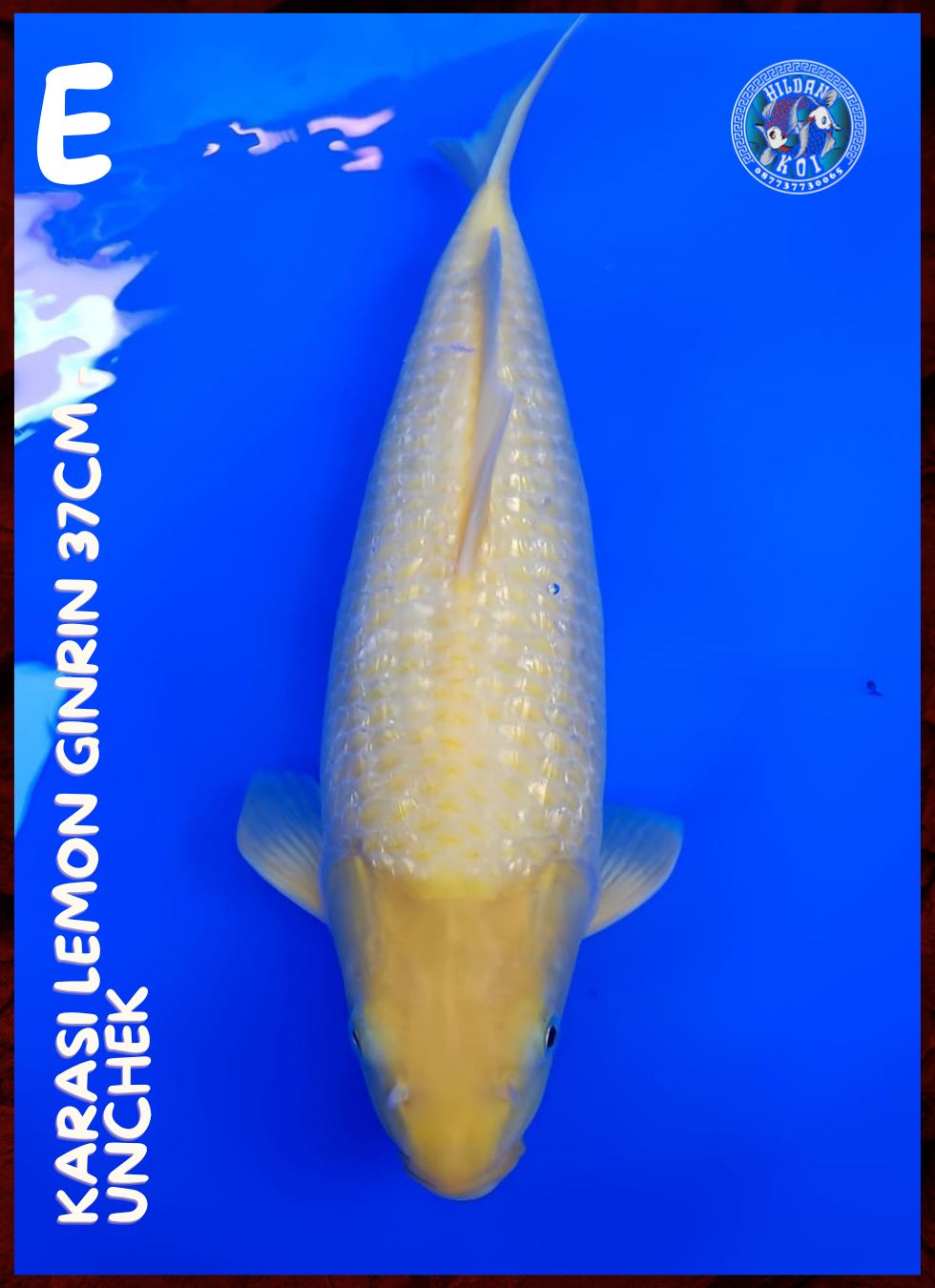 KARASI LEMON GINRIN 37cm
