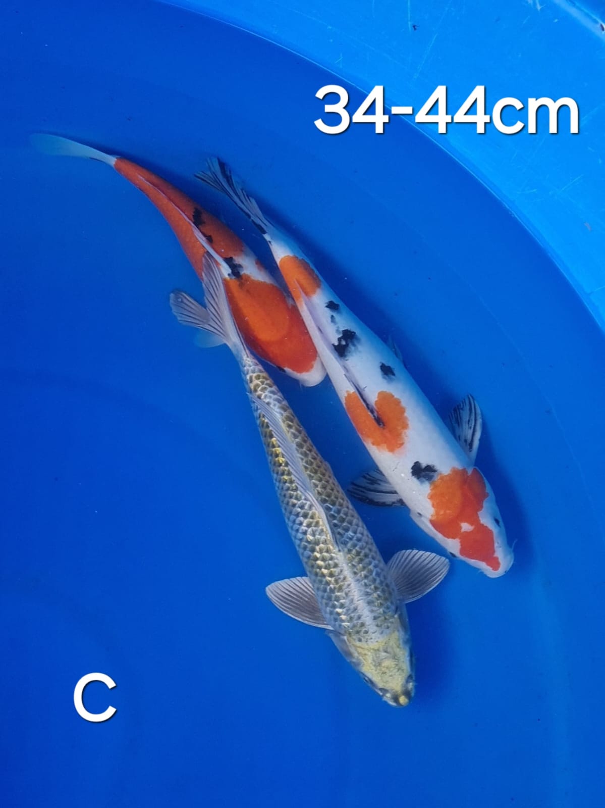 PAKET MIX C 38cm