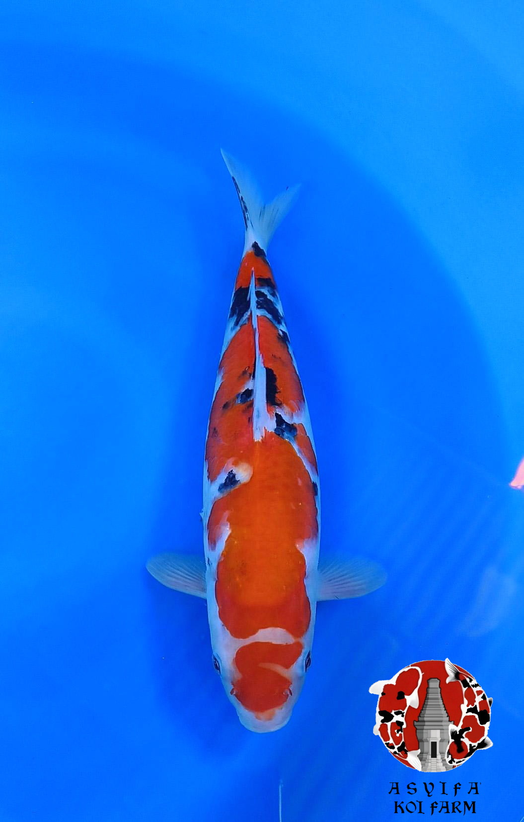 SANKE FEMALE 37cm